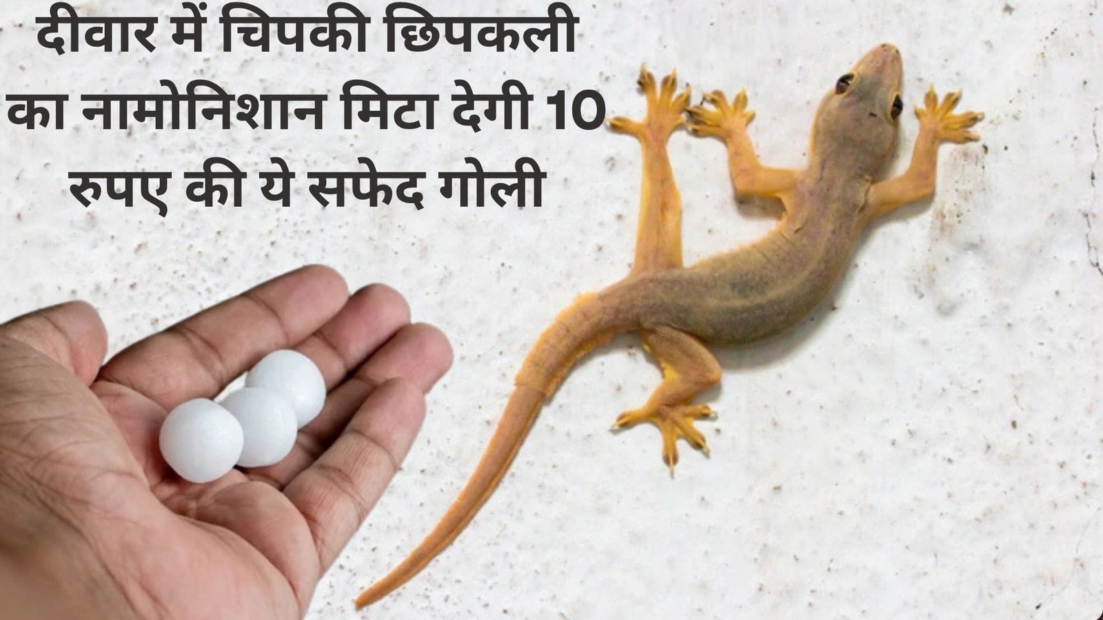 दीवार में चिपकी छिपकली का नामोनिशान मिटा देगी 10 रुपए की ये सफेद गोली, एकबार करें इस्तेमाल, जाने नाम