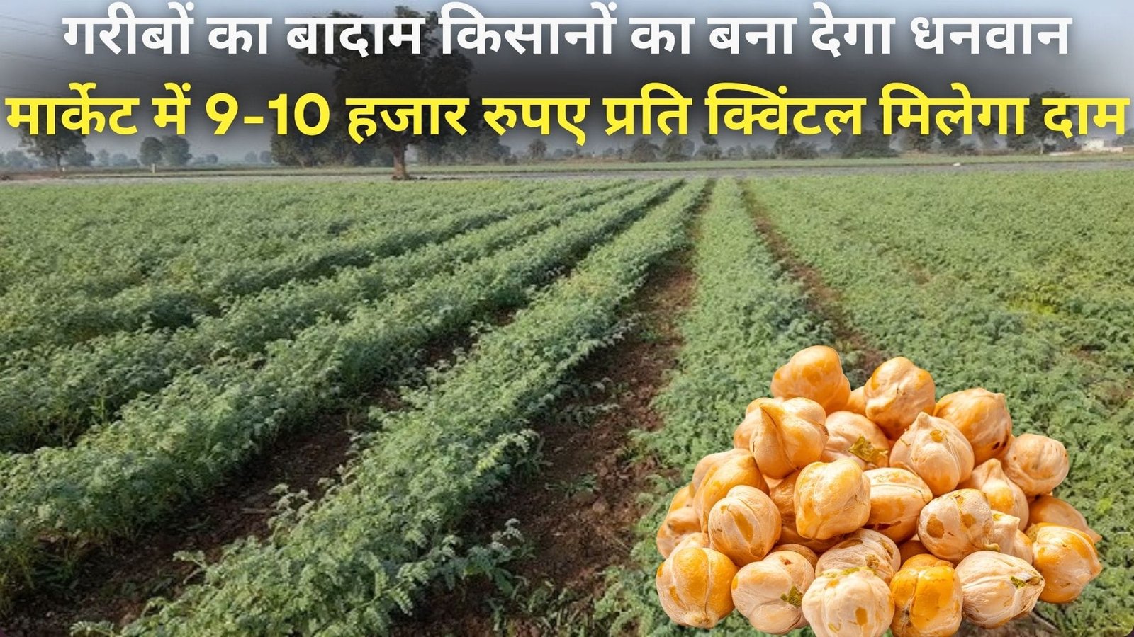 गरीबों का बादाम किसानों का बना देगा धनवान, मार्केट में 9-10 हजार रुपए प्रति क्विंटल मिलेगा दाम, जाने खेती का तरीका