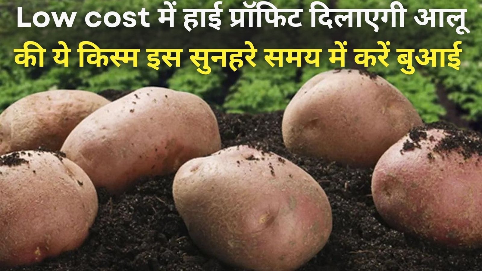 Low cost में हाई प्रॉफिट दिलाएगी आलू की ये किस्म, इस सुनहरे समय में करें बुआई दिन दूनी रात चौगुनी होगी कमाई, जाने सीक्रेट