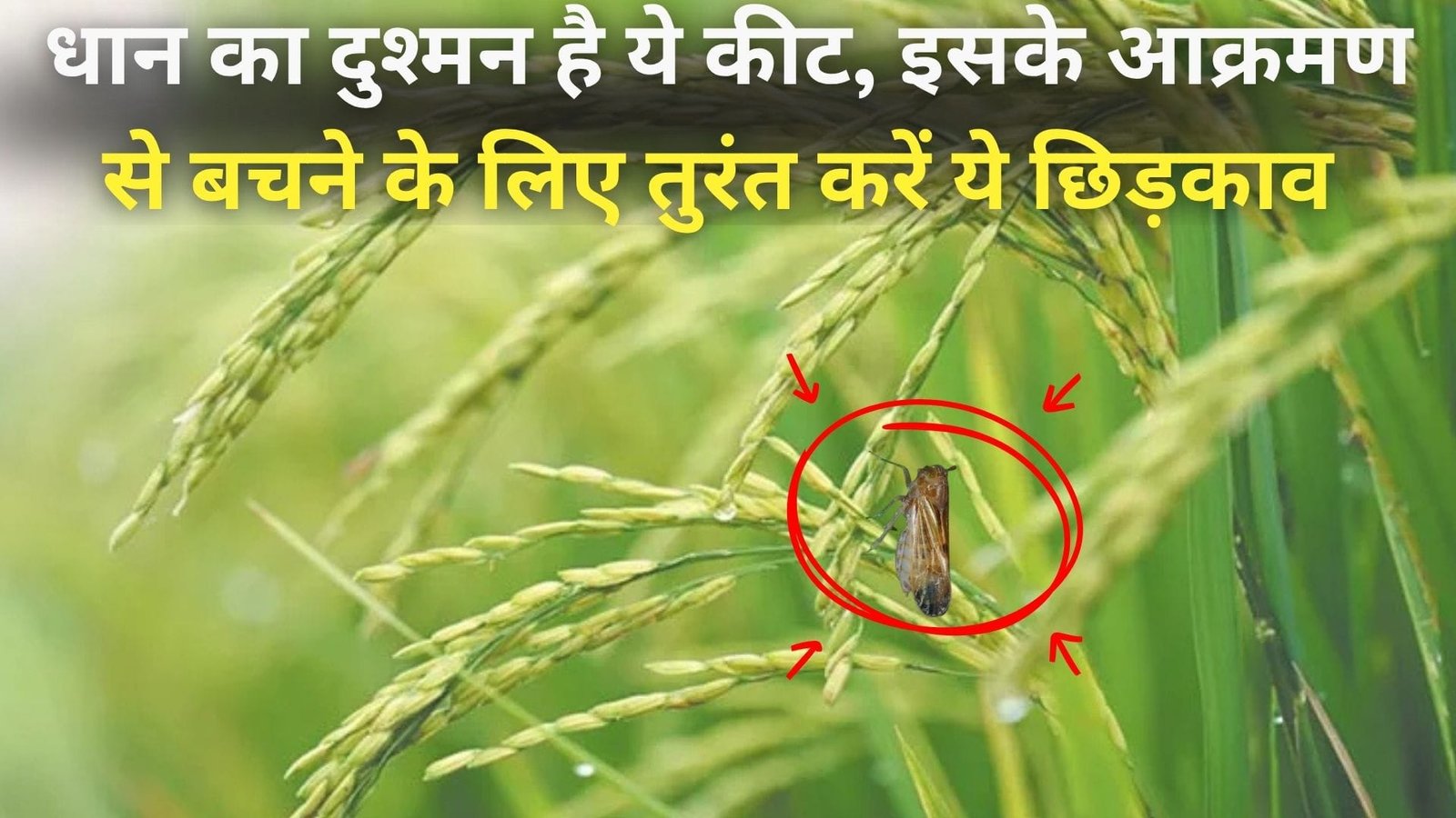 धान का दुश्मन है ये कीट, कीट के आक्रमण से बचने के लिए तुरंत करें ये छिड़काव फसल पर नहीं आएगी एक आंच, जाने उपाय