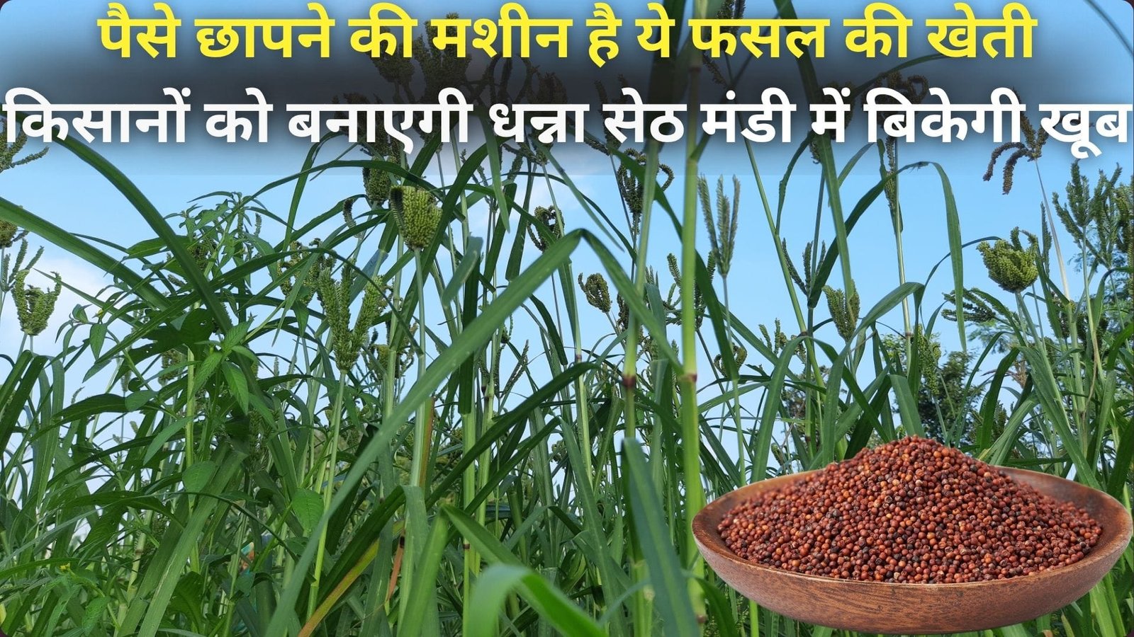 पैसे छापने की मशीन है ये फसल की खेती, किसानों को बनाएगी धन्ना सेठ मंडी में बिकेगी खूब मुनाफा देख किसानों का उत्साह बढ़ेगा