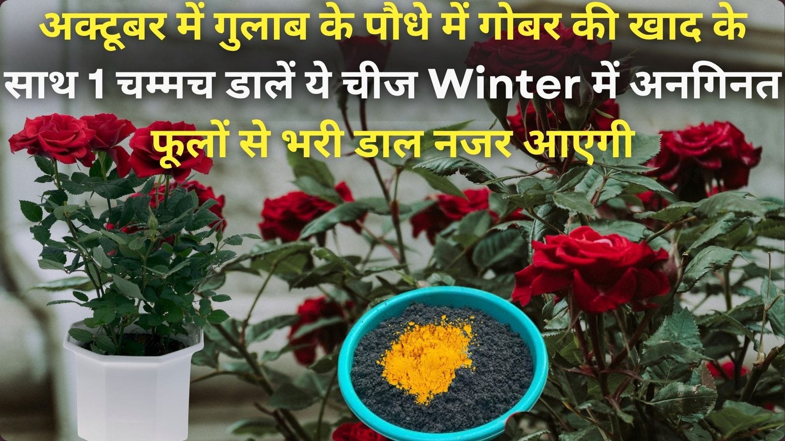 अक्टूबर में गुलाब के पौधे में गोबर की खाद के साथ 1 चम्मच डालें ये चीज, Winter में अनगिनत फूलों से भरी डाल नजर आएगी