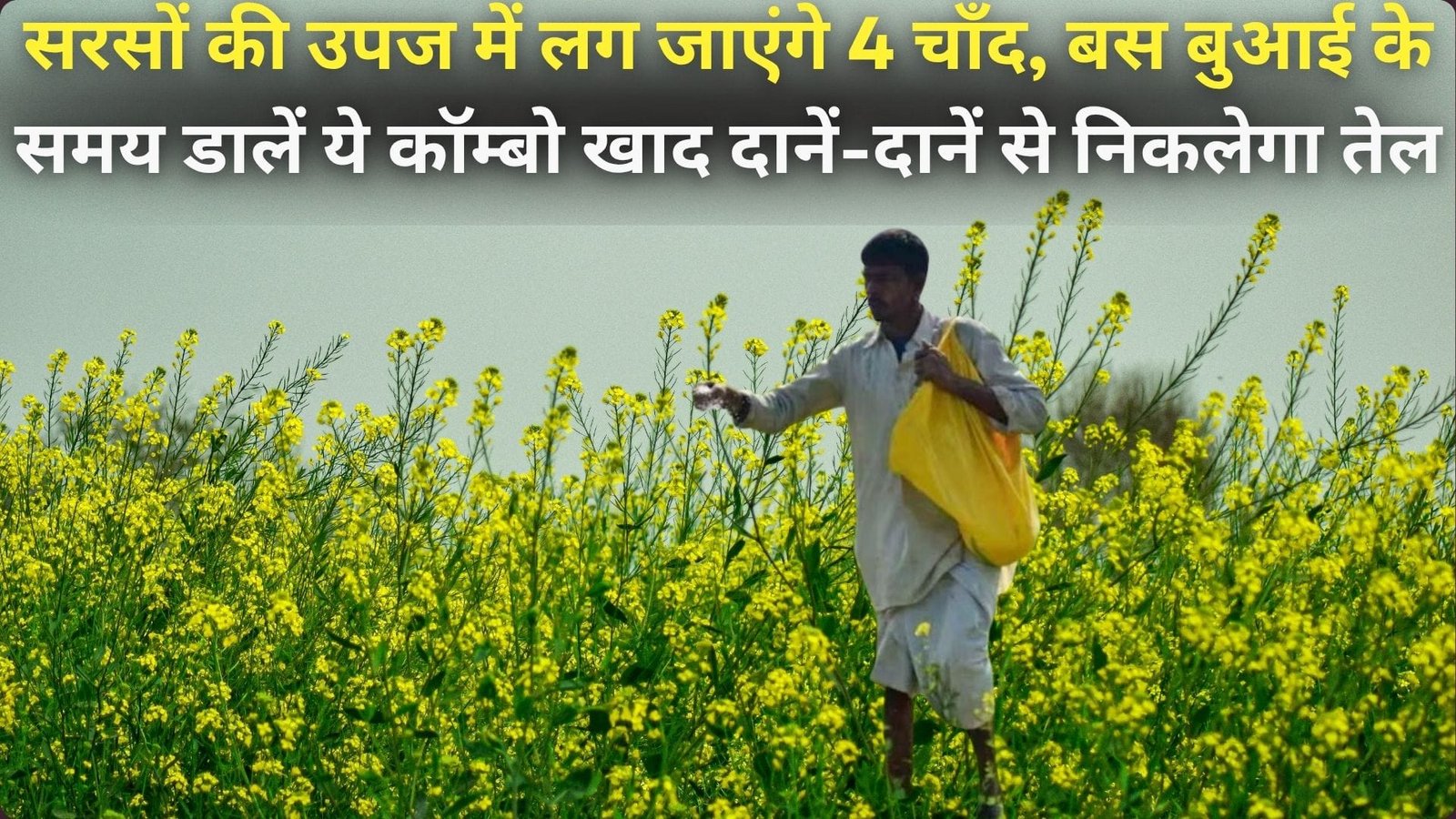 सरसों की उपज में लग जाएंगे 4 चाँद, बस बुआई के समय डालें ये कॉम्बो खाद, दानें-दानें से निकलेगा तेल , जाने नाम