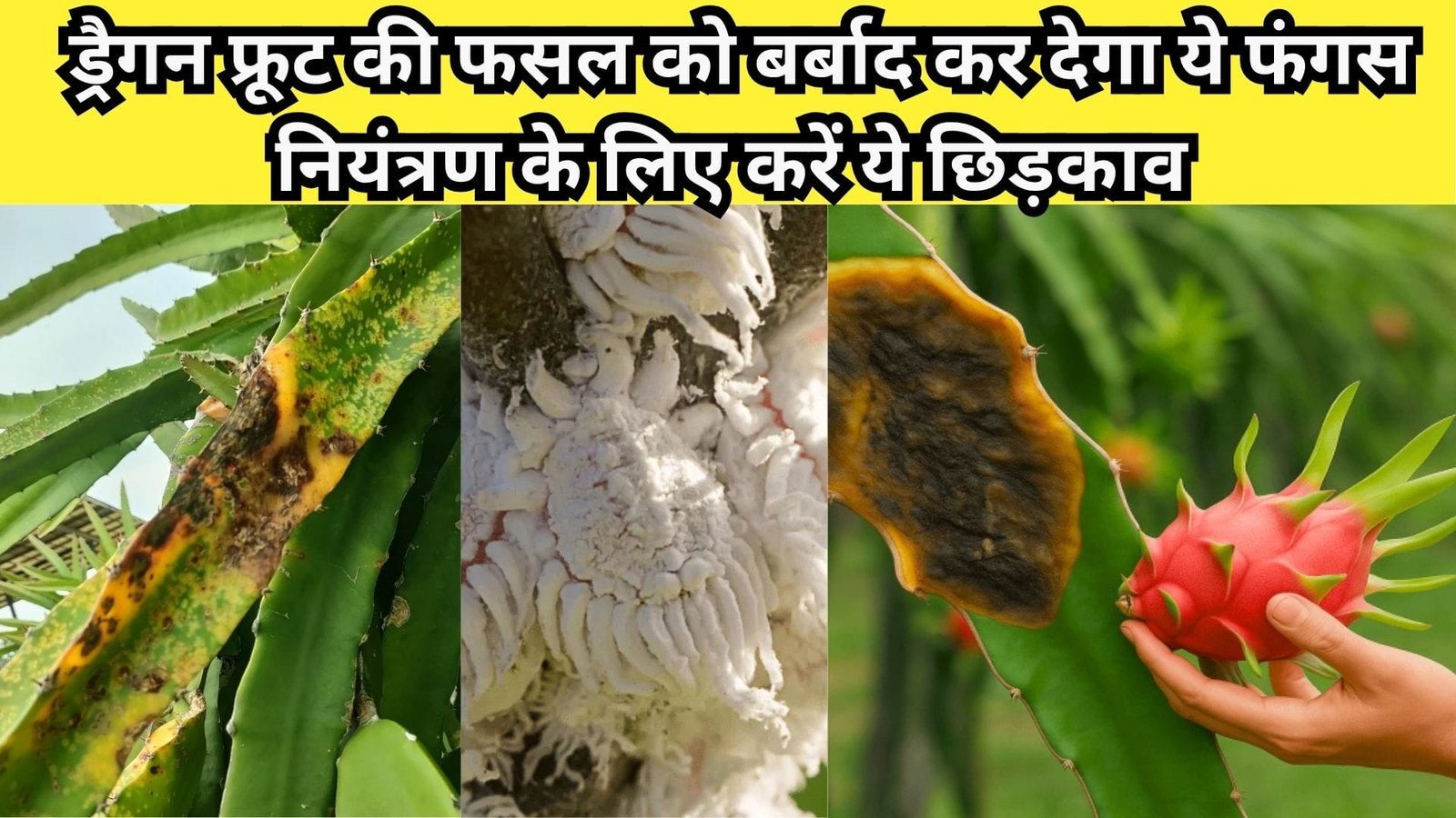ड्रैगन फ्रूट की फसल को बर्बाद कर देगा ये फंगस, नियंत्रण के लिए करें ये छिड़काव उत्पादन में होगी बेशुमार वृद्धि, जाने उपाय