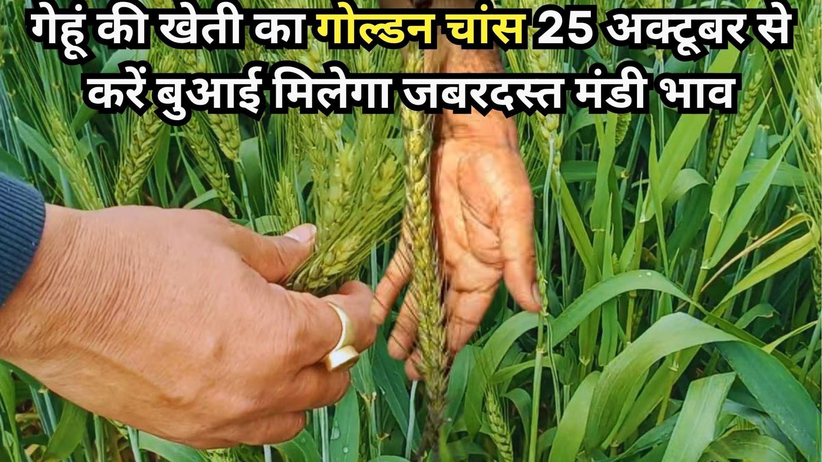 गेहूं की खेती का गोल्डन चांस, 25 अक्टूबर से करें बुआई मिलेगा जबरदस्त मंडी भाव इस किस्म का करें चयन
