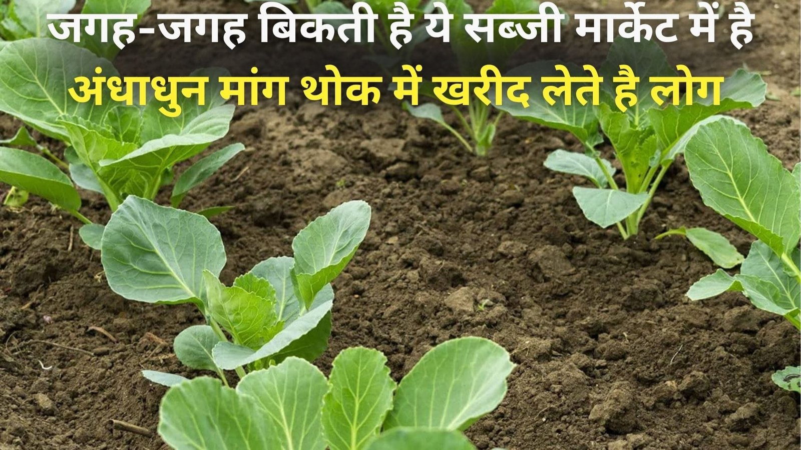 जगह-जगह बिकती है ये सब्जी, मार्केट में है अंधाधुन मांग थोक में खरीद लेते है लोग खेती से बन जायेंगे लखपति, जाने खास बात