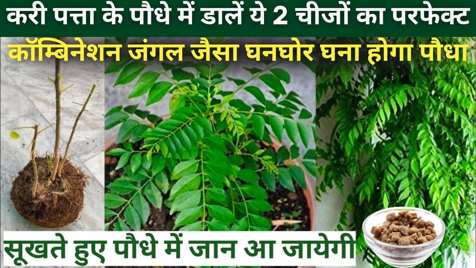 करी पत्ता के पौधे में डालें ये 2 चीजों का परफेक्ट कॉम्बिनेशन, जंगल जैसा घनघोर घना होगा पौधा पत्तियां बाटने पर भी नहीं होगी कम