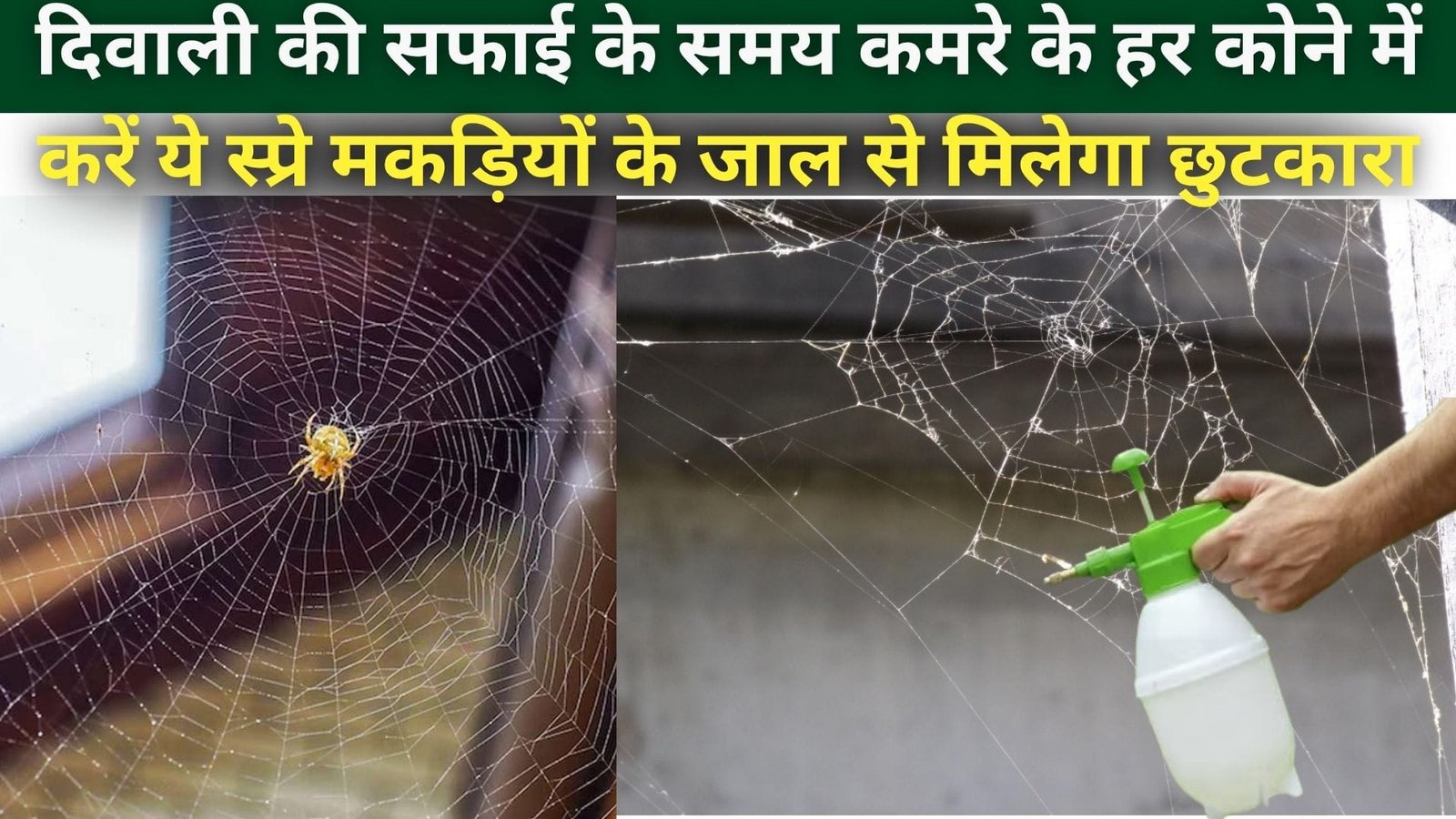 दिवाली की सफाई के समय कमरे के हर कोने में करें ये स्प्रे, मकड़ियों के जाल से मिलेगा छुटकारा दोबारा नहीं बना पाएगी जाल
