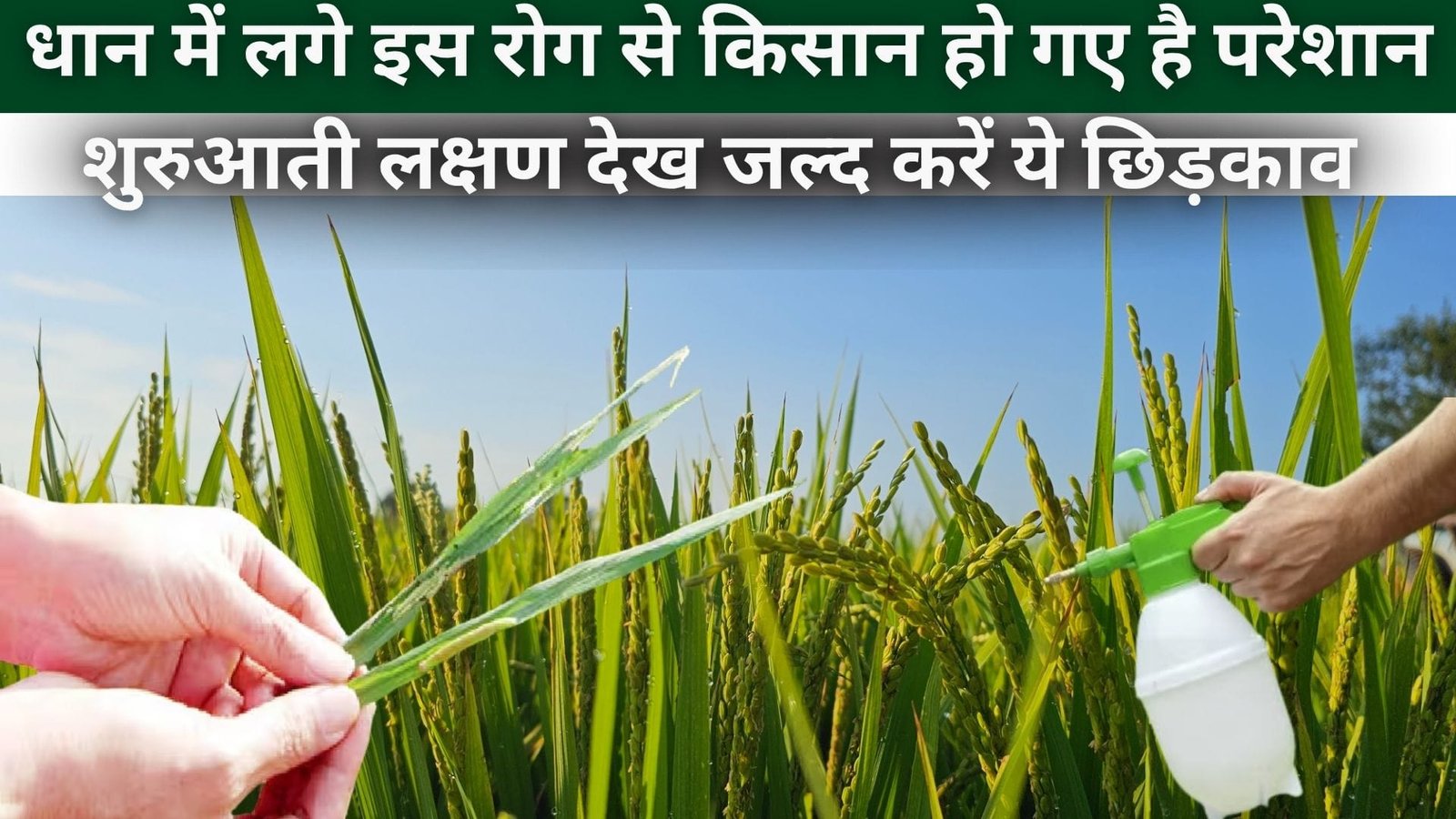 धान में लगे इस रोग से किसान हो गए है परेशान, शुरुआती लक्षण देख जल्द करें ये छिड़काव उत्पादन में नहीं होगी जरा-सी-भी कमी, जाने स्टिक उपाय