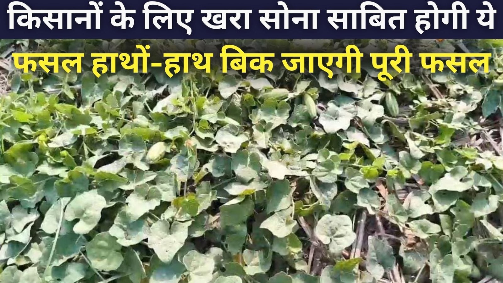 किसानों के लिए खरा सोना साबित होगी ये फसल, हाथों-हाथ बिक जाएगी पूरी फसल खेती से हो जाएंगे मालामाल, जाने नाम