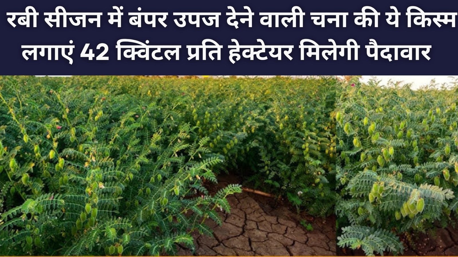 रबी सीजन में जबरदस्त उपज देने वाली चना की ये किस्म लगाएं, लौ कोस्ट में लाखों कमाएं 42 क्विंटल प्रति हेक्टेयर मिलेगी पैदावार