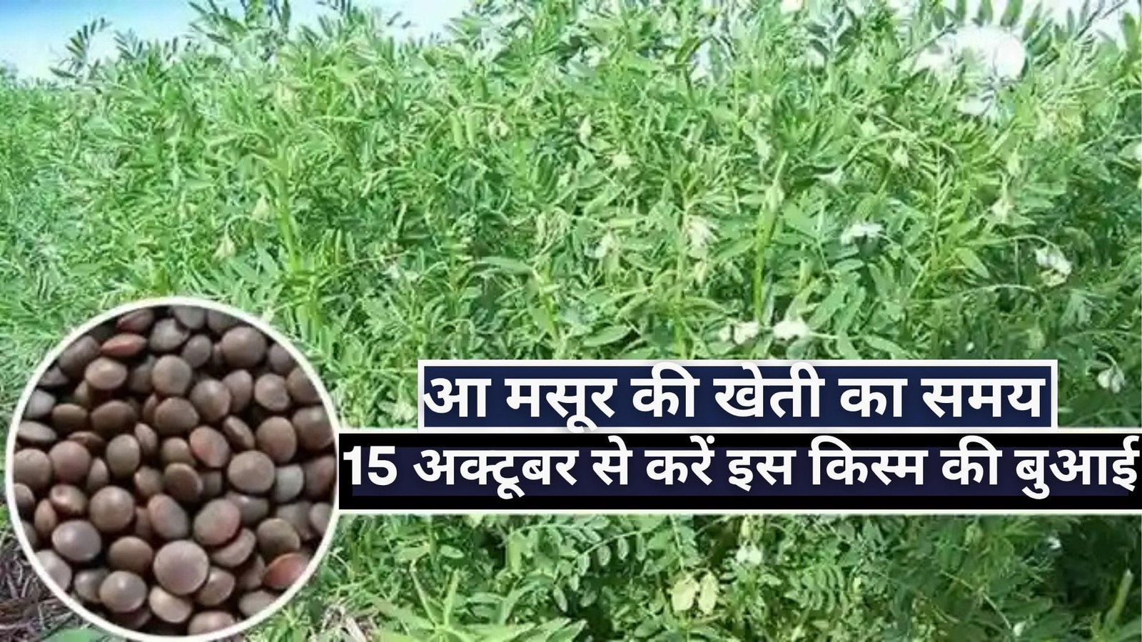 आ मसूर की खेती का समय, 15 अक्टूबर से करें इस किस्म की बुआई, किसानों की होगी चांदी-चांदी, जाने नाम