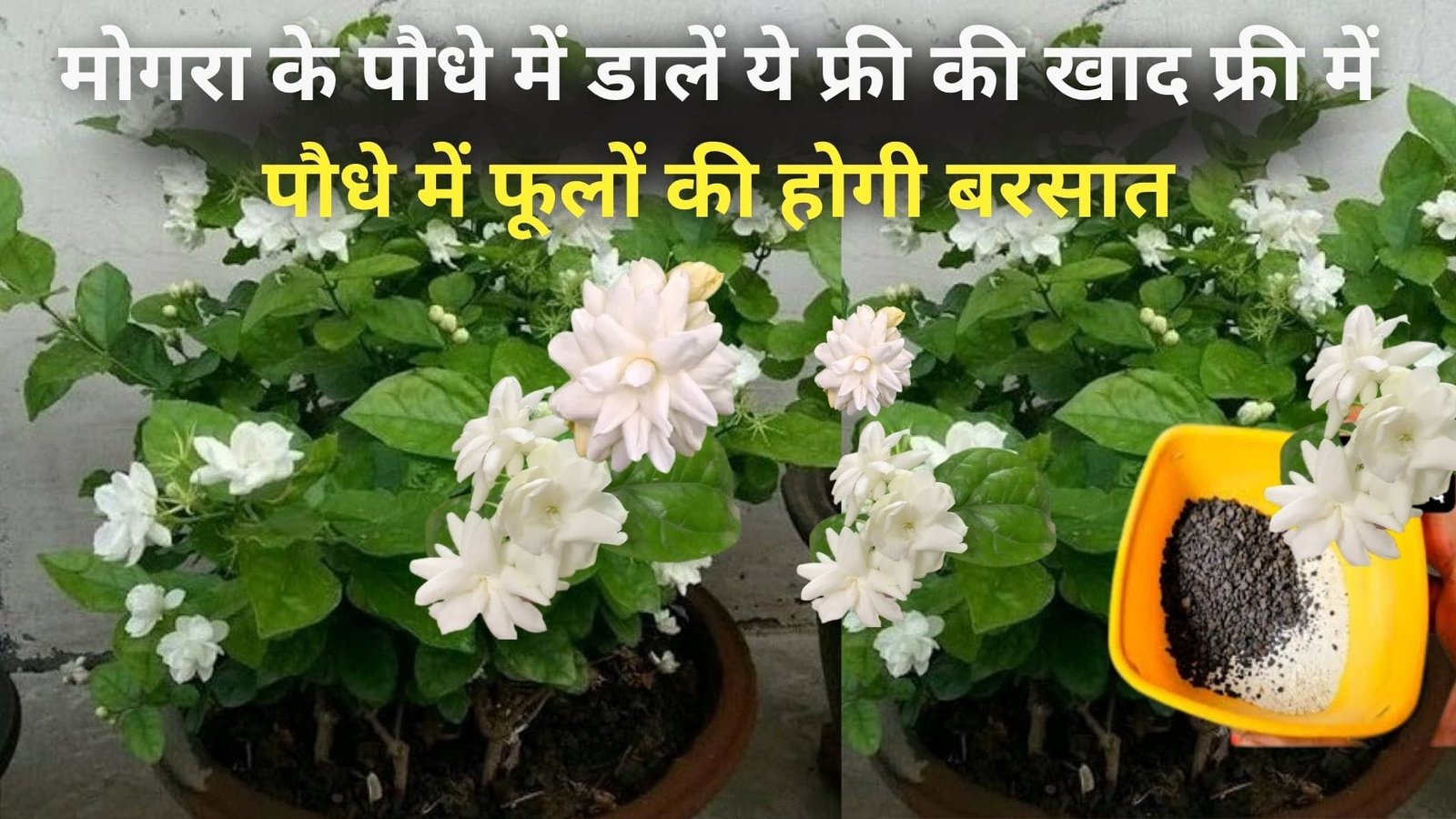 मोगरा के पौधे में डालें ये फ्री की खाद, फ्री में पौधे में फूलों की होगी बरसात दंग रह जाने वाले मिलेंगे रिजल्ट, जाने नाम