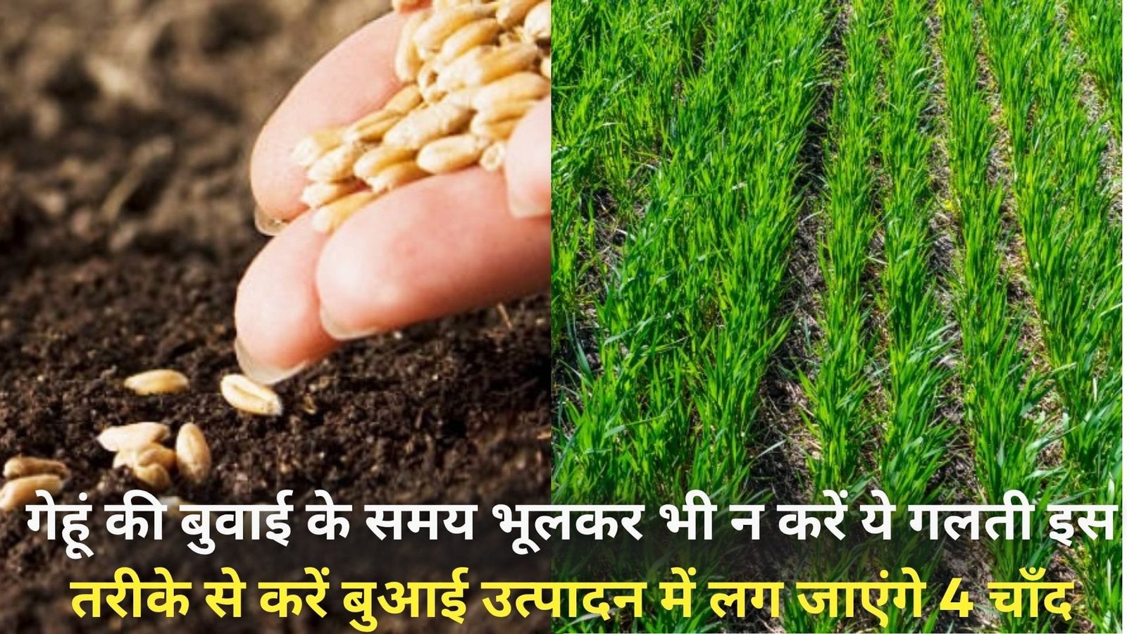 गेहूं की बुवाई के समय भूलकर भी न करें ये गलती, पौधे उगेगें कमजोर इस तरीके से करें बुआई दोगुनी होगी कमाई-उत्पादन में लग जाएंगे 4 चाँद