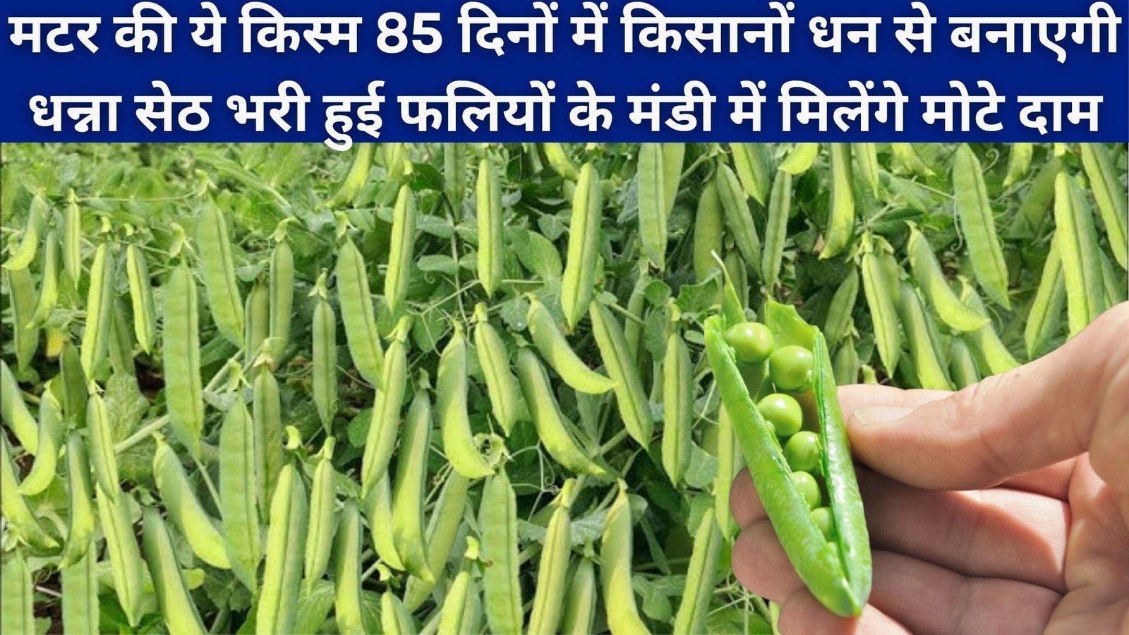 मटर की ये किस्म 85 दिनों में किसानों धन से बनाएगी धन्ना सेठ, भरी हुई फलियों के मंडी में मिलेंगे मोटे दाम, जाने नाम