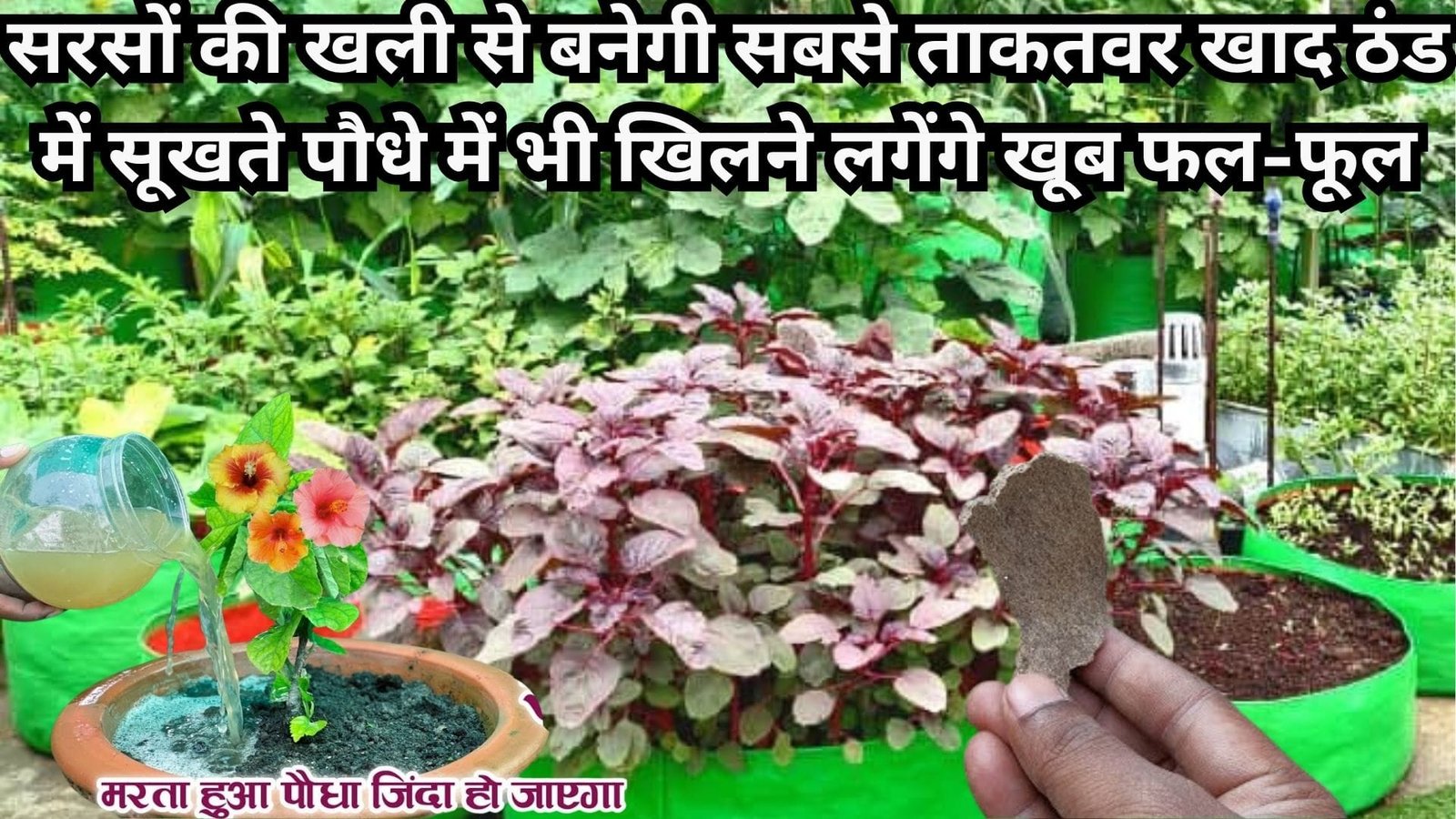 सरसों की खली से बनेगी दुनिया की सबसे ताकतवर खाद, ठंड में सूखते पौधे में भी खिलने लगेंगे खूब फल-फूल, जाने प्रोसेस