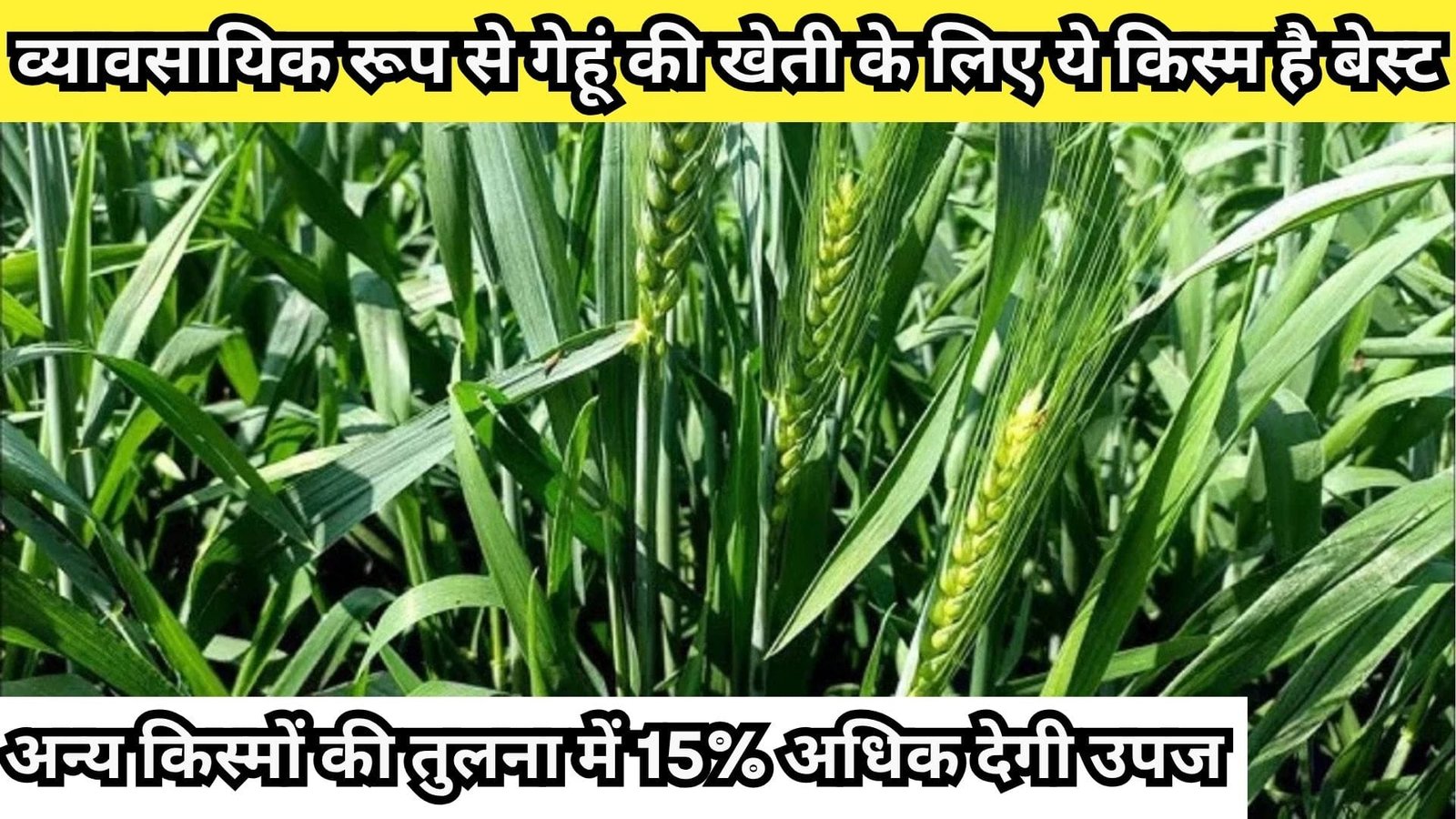 व्यावसायिक रूप से गेहूं की खेती के लिए ये किस्म है सबसे बेस्ट, अन्य किस्मों की तुलना में 15% अधिक देगी उपज, जाने विशेषताएं