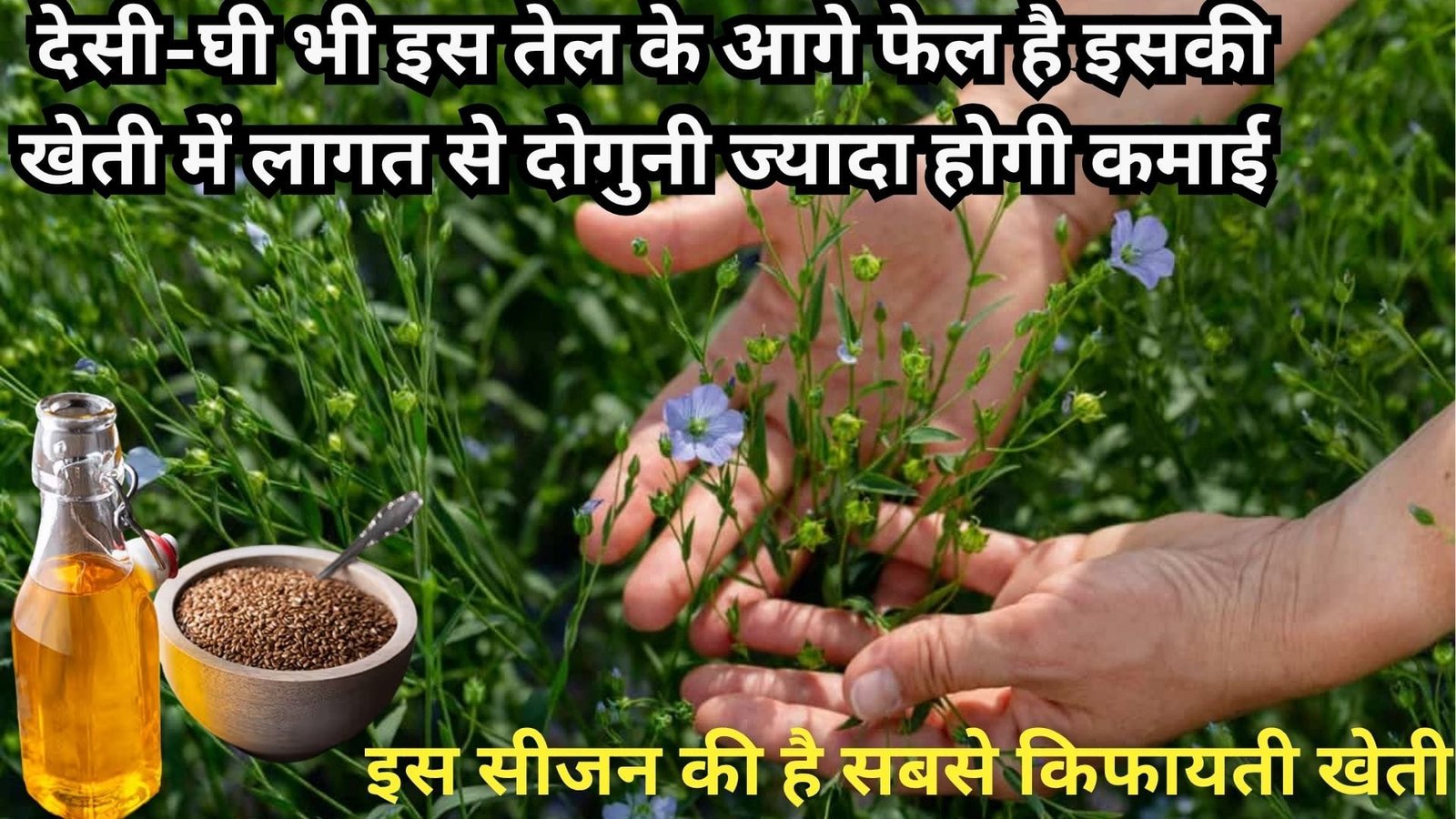 देसी-घी भी इस तेल के आगे फेल है, इसकी खेती में लागत से दोगुनी ज्यादा होगी कमाई इस सीजन की है सबसे किफायती खेती, जाने नाम