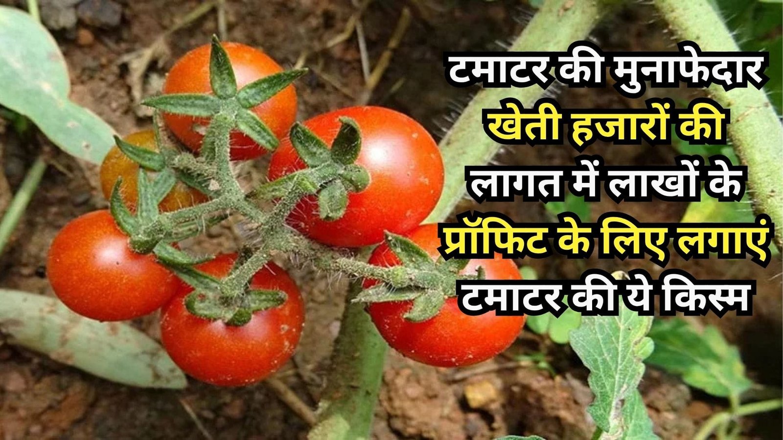 टमाटर की मुनाफेदार खेती, हजारों की लागत में लाखों के प्रॉफिट के लिए लगाएं टमाटर की ये किस्म खरीदने के लिए लग जाएगी भीड़