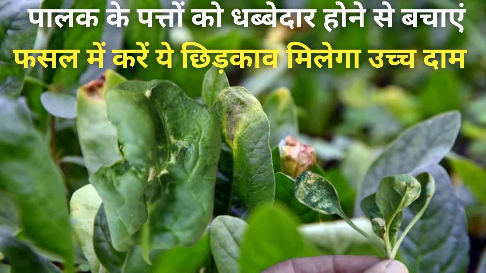 Agriculture tips: पालक के पत्तों को धब्बेदार होने से बचाएं, फसल में करें ये छिड़काव उत्पादन में लग जाएंगे 4 चाँद मिलेगा उच्च दाम