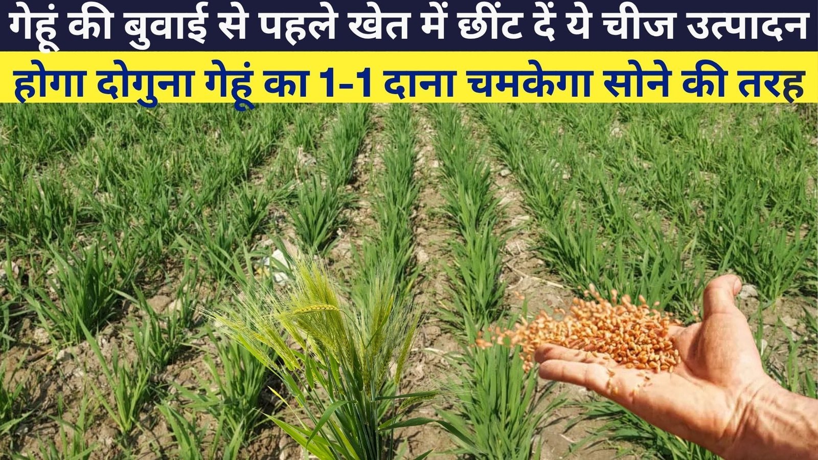 गेहूं की बुवाई से पहले खेत में छींट दें ये चमत्कारी चीज, उत्पादन होगा दोगुना गेहूं का 1-1 दाना चमकेगा सोने की तरह, जाने नाम