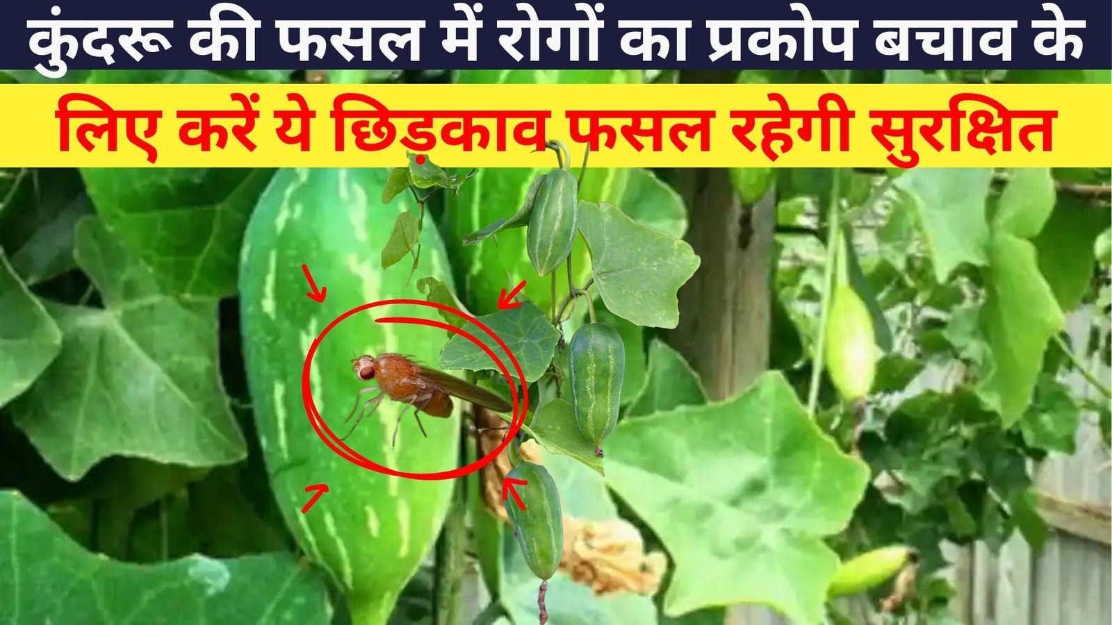 Agriculture tips: कुंदरू की फसल में रोगों का प्रकोप, बचाव के लिए करें ये छिड़काव फसल रहेगी सुरक्षित रक्षा कवच का करेंगे काम