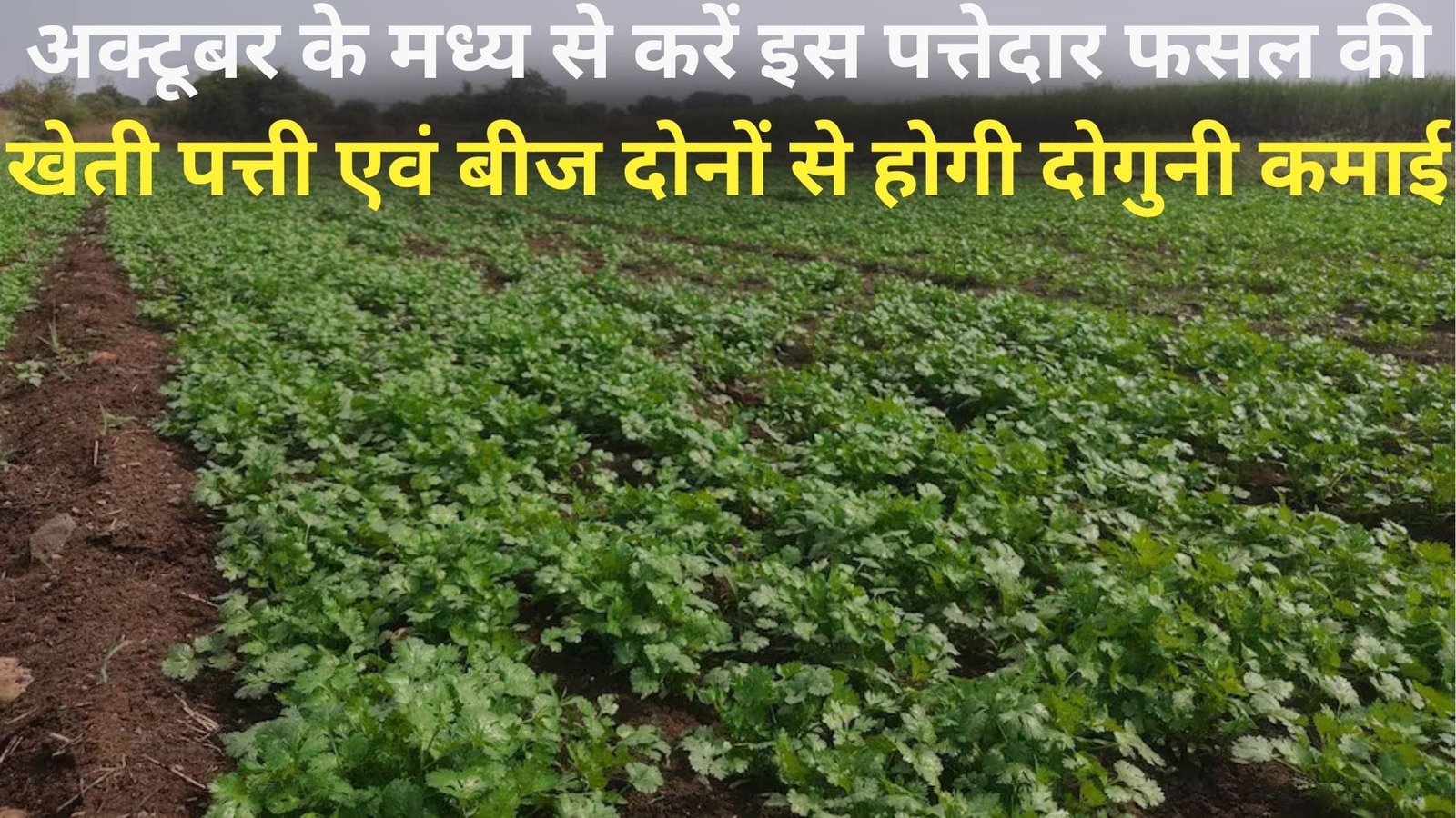 अक्टूबर के मध्य से करें इस पत्तेदार फसल की खेती, पत्ती एवं बीज दोनों से होगी दोगुनी कमाई ताजी पत्तियां खेत से ही बिकना शुरू