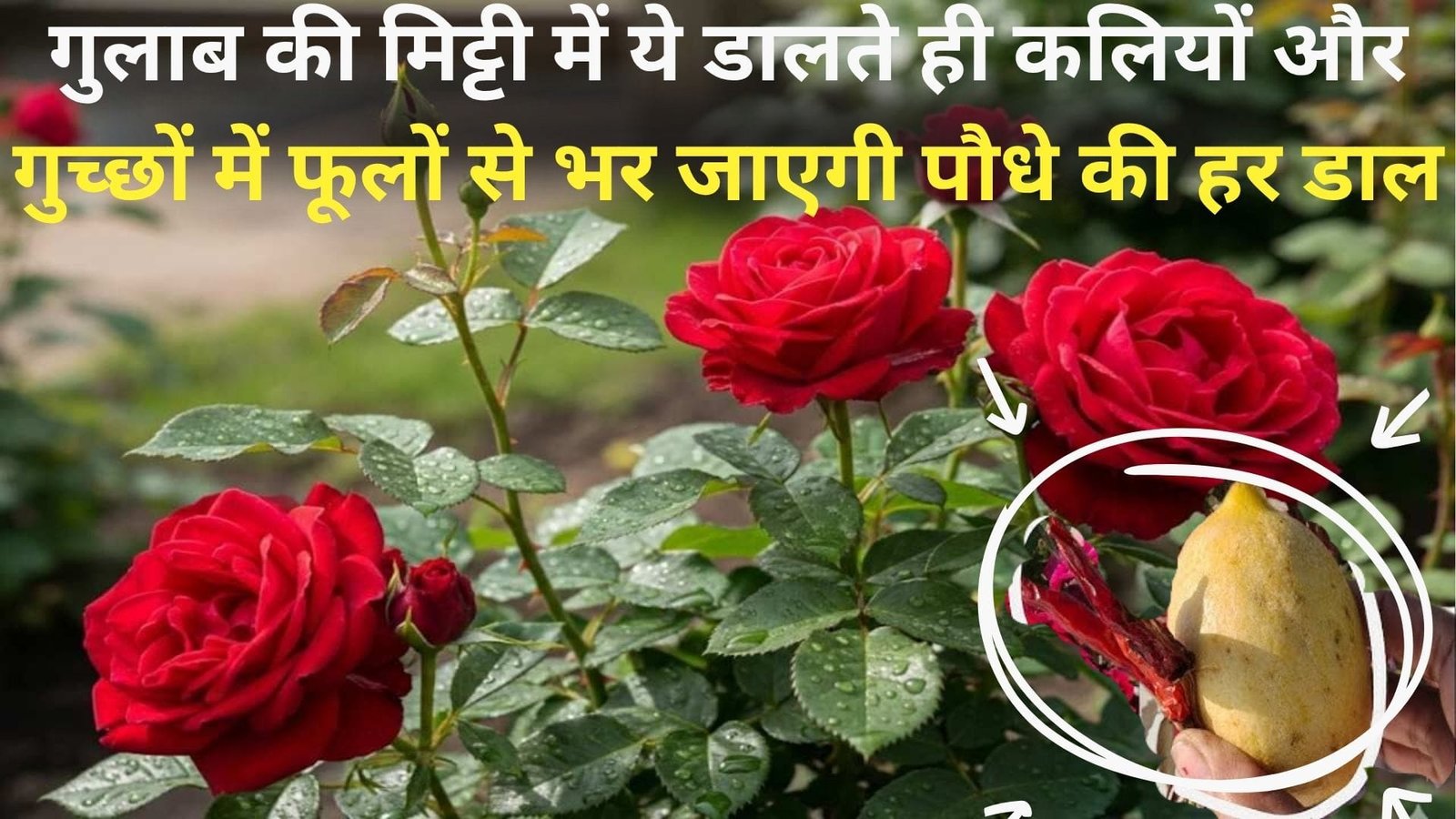 गुलाब की मिट्टी में ये डालते ही कलियों और गुच्छों में फूलों से भर जाएगी पौधे की हर डाल, साथ में निकलेगी नई ग्रोथ, जाने कैसे