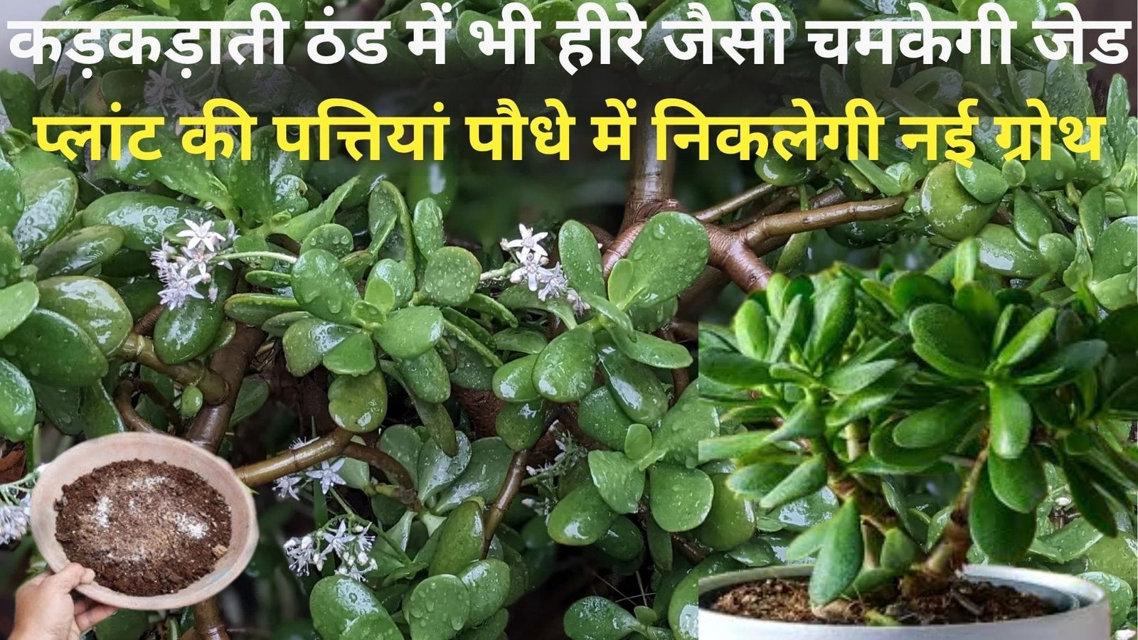 कड़कड़ाती ठंड में भी हीरे जैसी चमकेगी जेड प्लांट की पत्तियां, पौधे में निकलेगी नई ग्रोथ बस डालें ये चमत्कारी खाद