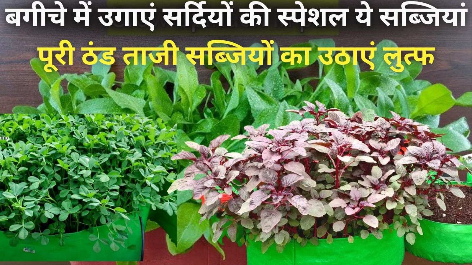 Kitchen Gardening Tips: बगीचे में उगाएं सर्दियों की स्पेशल ये सब्जियां, पूरी ठंड ताजी सब्जियों का उठाएं लुत्फ, जाने नाम