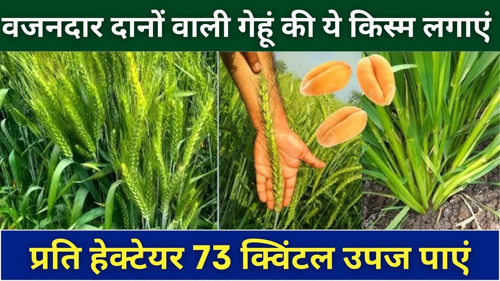 अक्टूबर के मध्य से करें इस पत्तेदार फसल की खेती, पत्ती एवं बीज दोनों से होगी दोगुनी कमाई ताजी पत्तियां खेत से ही बिकना शुरू