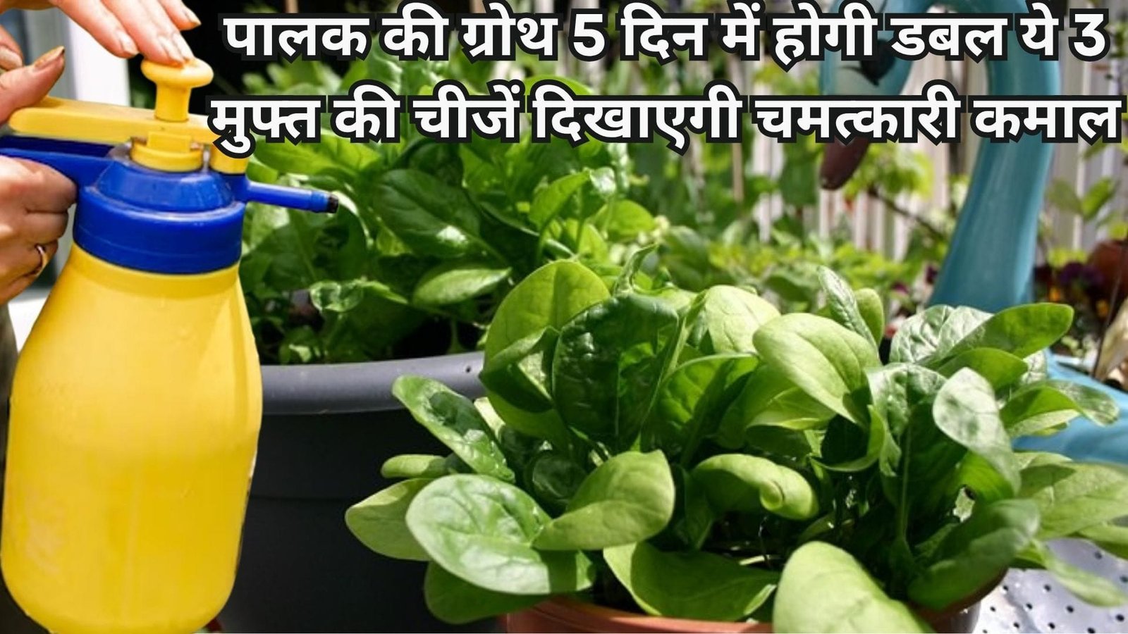 पालक की ग्रोथ 5 दिन में होगी डबल, ये 3 मुफ्त की चीजें दिखाएगी चमत्कारी कमाल घर में ही होगी पालक की खेती, जाने नाम