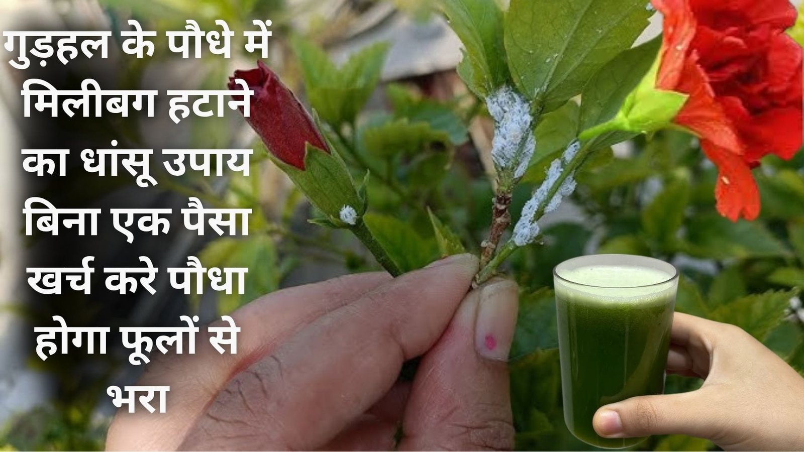 गुड़हल के पौधे में मिलीबग हटाने का धांसू उपाय, बिना एक पैसा खर्च करे पौधा होगा फूलों से भरा बस डालें ये चीज, जाने नाम