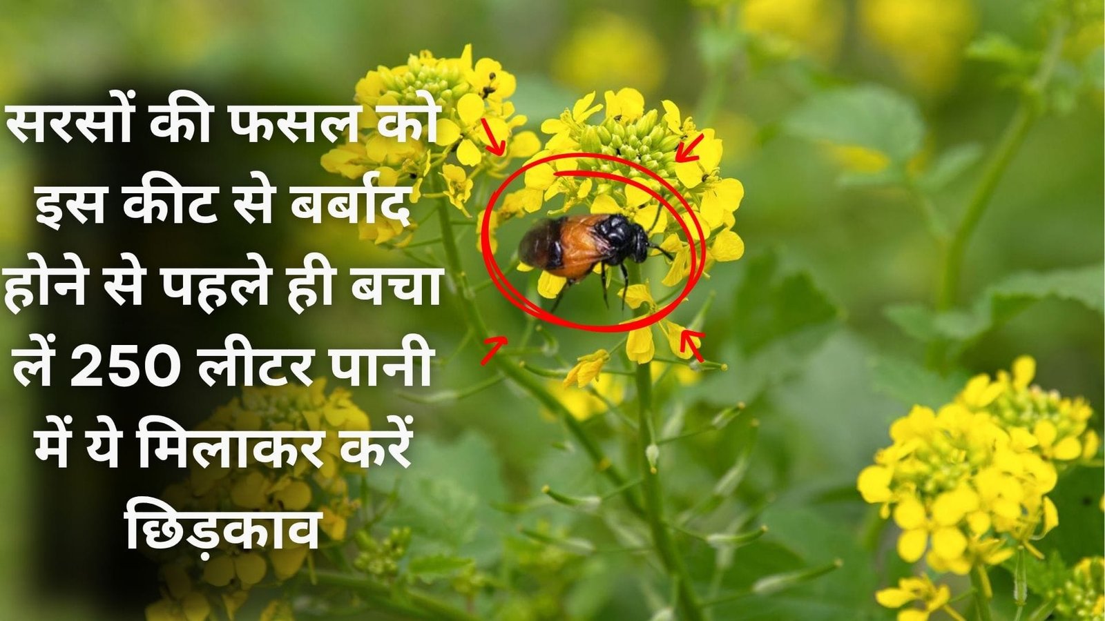 सरसों की फसल को इस कीट से बर्बाद होने से पहले ही बचा लें, 250 लीटर पानी में ये मिलाकर करें छिड़काव, जाने नाम