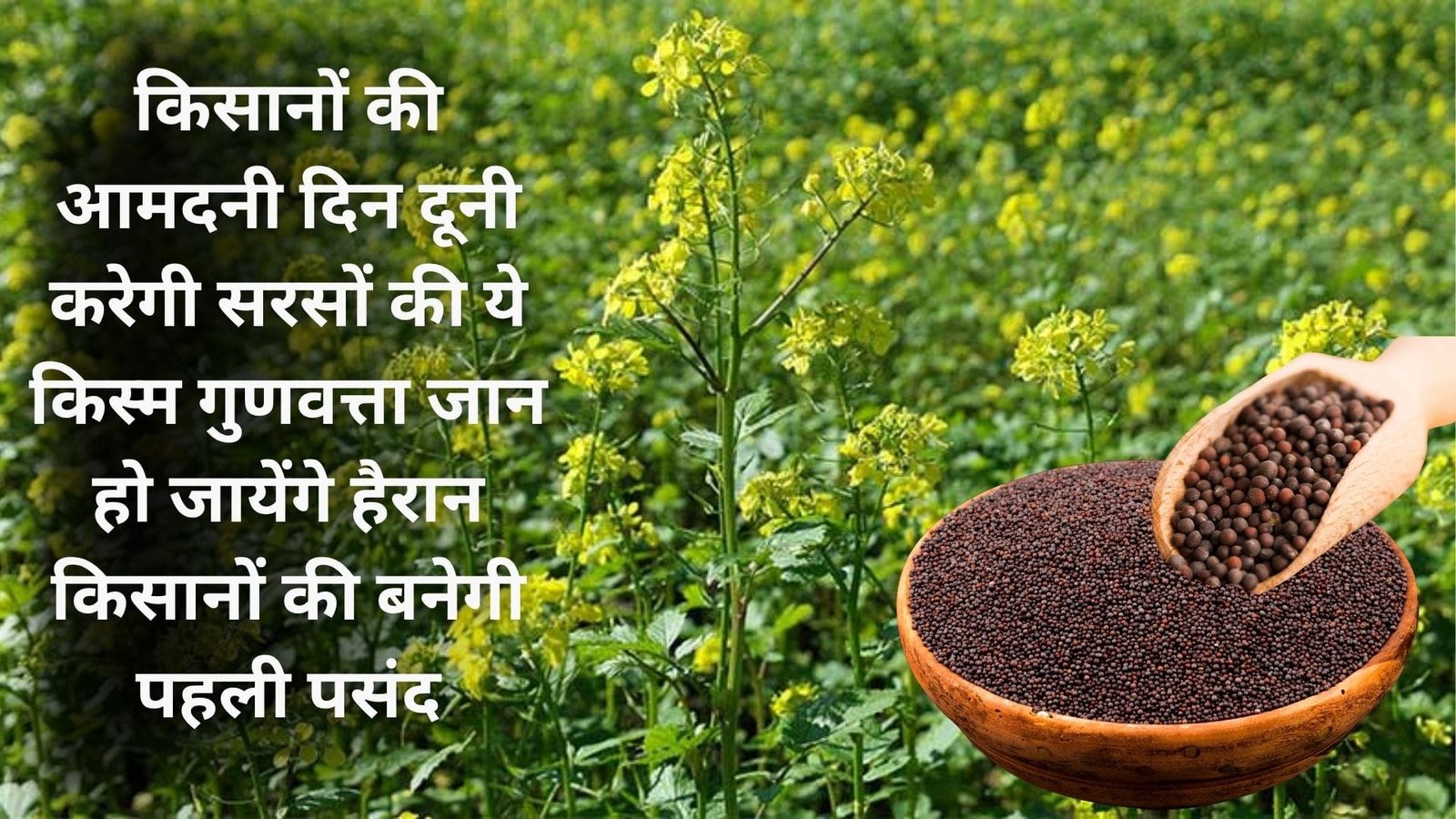 किसानों की आमदनी दिन दूनी करेगी सरसों की ये किस्म, गुणवत्ता जान हो जायेंगे हैरान किसानों की बनेगी पहली पसंद, जाने विशेषताएं