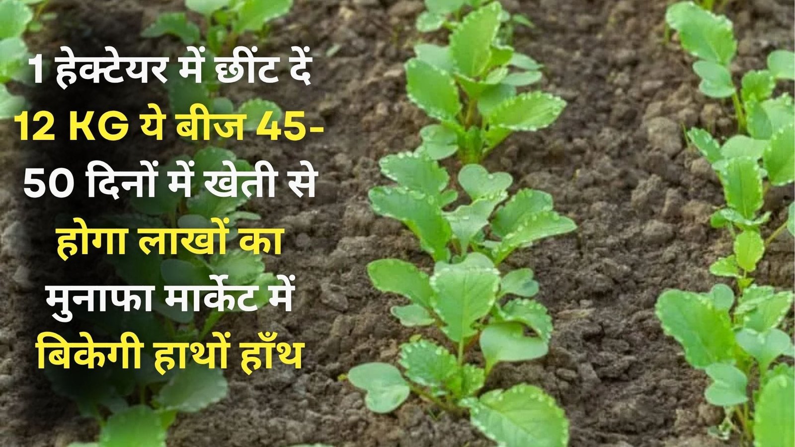 1 हेक्टेयर में छींट दें 12 KG ये बीज, 45-50 दिनों में खेती से होगा लाखों का मुनाफा मार्केट में बिकेगी हाथों हाँथ, जाने नाम