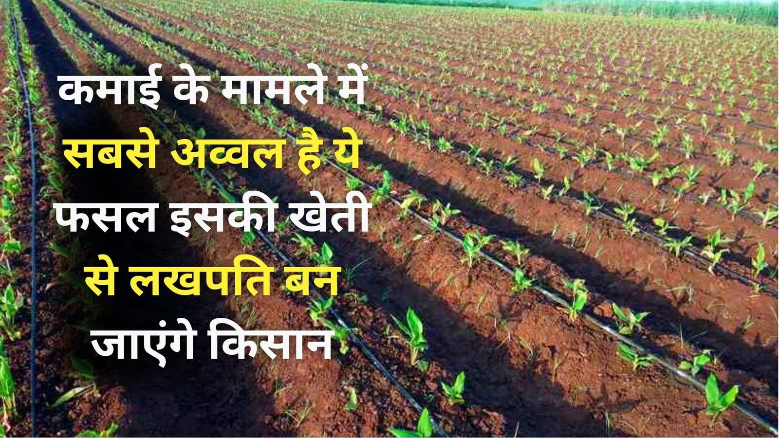 कमाई के मामले में सबसे अव्वल है ये फसल, इसकी खेती से लखपति बन जाएंगे किसान औषधीय गुणों का है भंडार