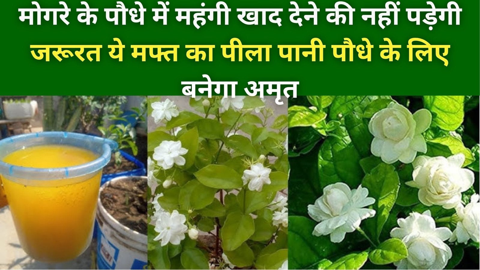 मोगरे के पौधे में महंगी खाद देने की नहीं पड़ेगी जरूरत, ये मफ्त का पीला पानी पौधे के लिए बनेगा अमृत खुशबूदार फूलों से भर जाएगा पौधा