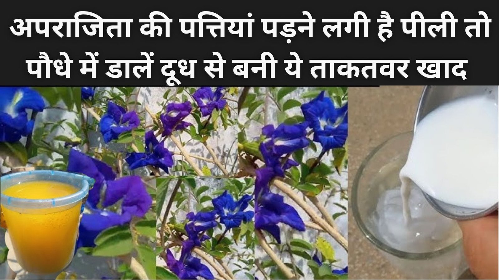 अपराजिता की पत्तियां पड़ने लगी है पीली, तो पौधे में डालें दूध से बनी ये ताकतवर खाद नीले फूलो से लद जाएगी पौधे की बेल, जाने नाम