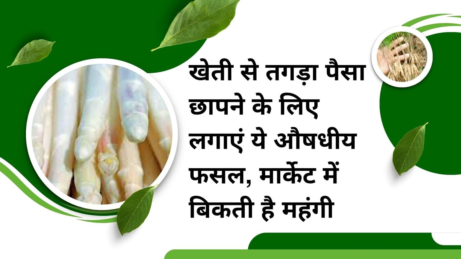 खेती से तगड़ा पैसा छापने के लिए लगाएं ये औषधीय फसल, मार्केट में बिकती है महंगी किसान बनेंगे लखपति, जाने विशेषता