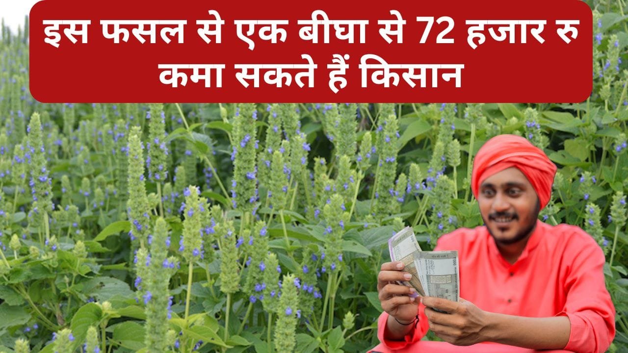 चिया सीड्स की खेती