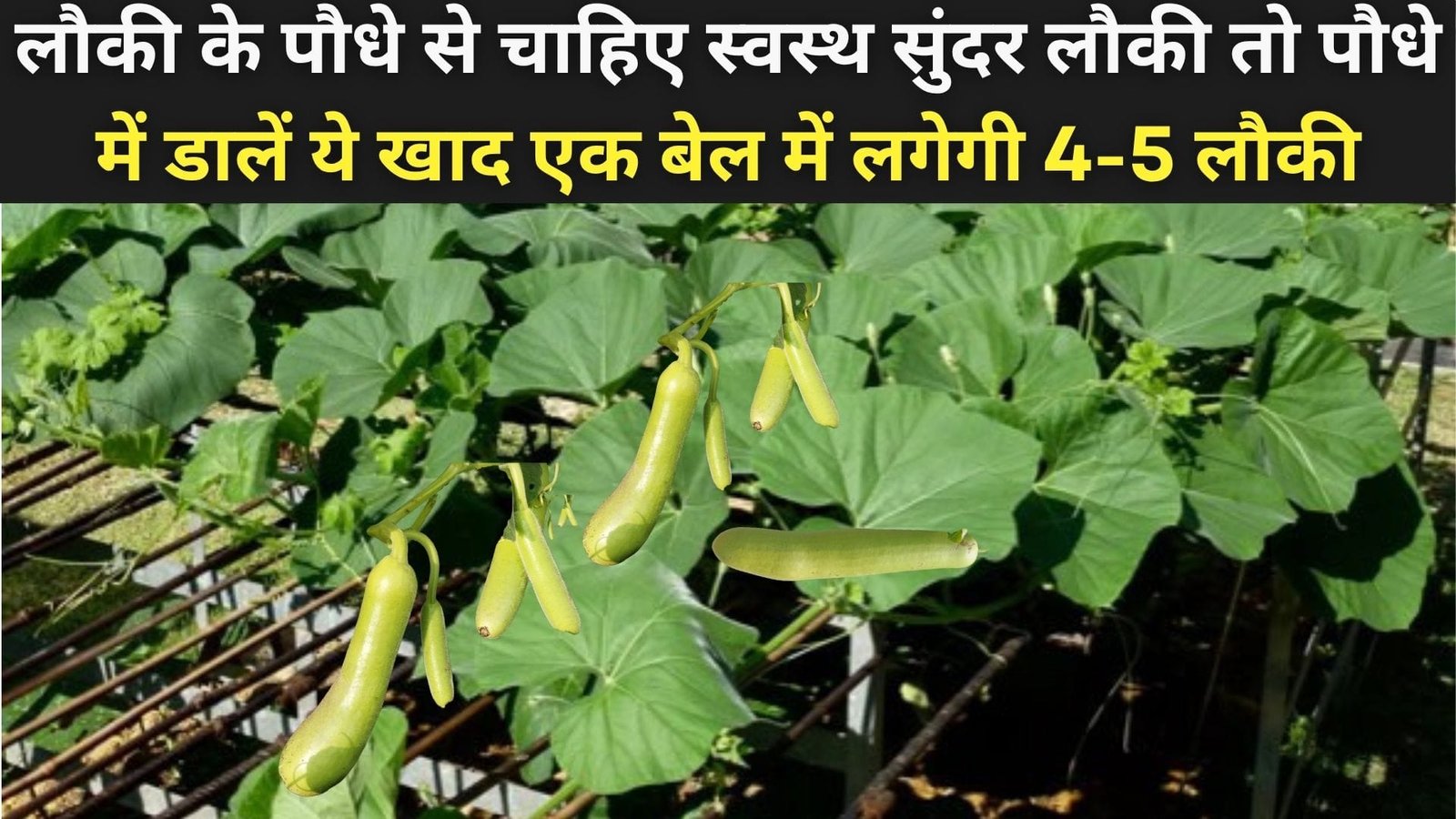 लौकी के पौधे से चाहिए स्वस्थ सुंदर लौकी तो पौधे में डालें ये खाद, एक बेल में लगेगी 4-5 लौकी माली भी खुद करता है इस्तेमाल, जाने नाम