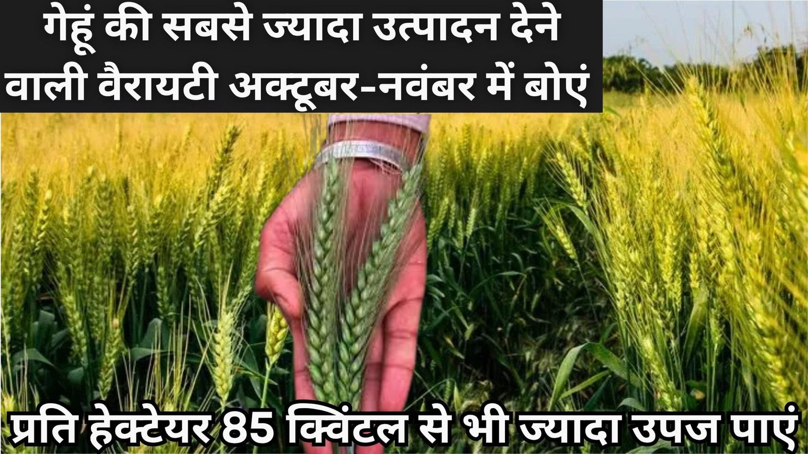 गेहूं की सबसे ज्यादा उत्पादन देने वाली वैरायटी, अक्टूबर- नवंबर में बोएं प्रति हेक्टेयर 85 क्विंटल से भी ज्यादा उपज पाएं, जाने खासियत