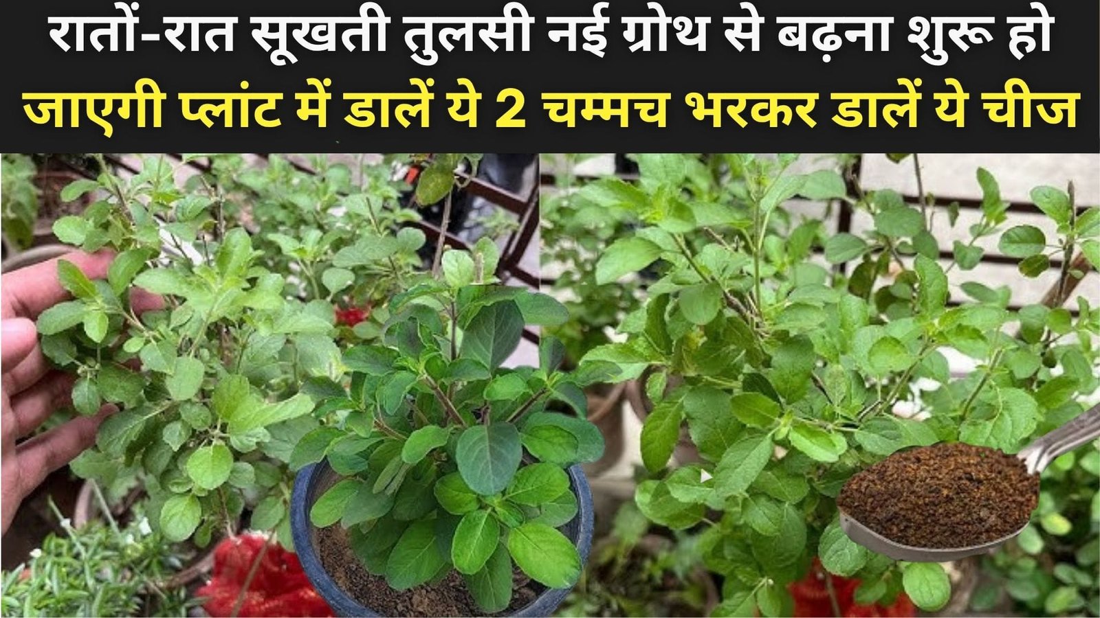 रातों-रात सूखती तुलसी नई ग्रोथ से बढ़ना शुरू हो जाएगी, प्लांट में डालें ये 2 चम्मच भरकर डालें ये चीज अलगी सुबह दिखेगा शानदार असर