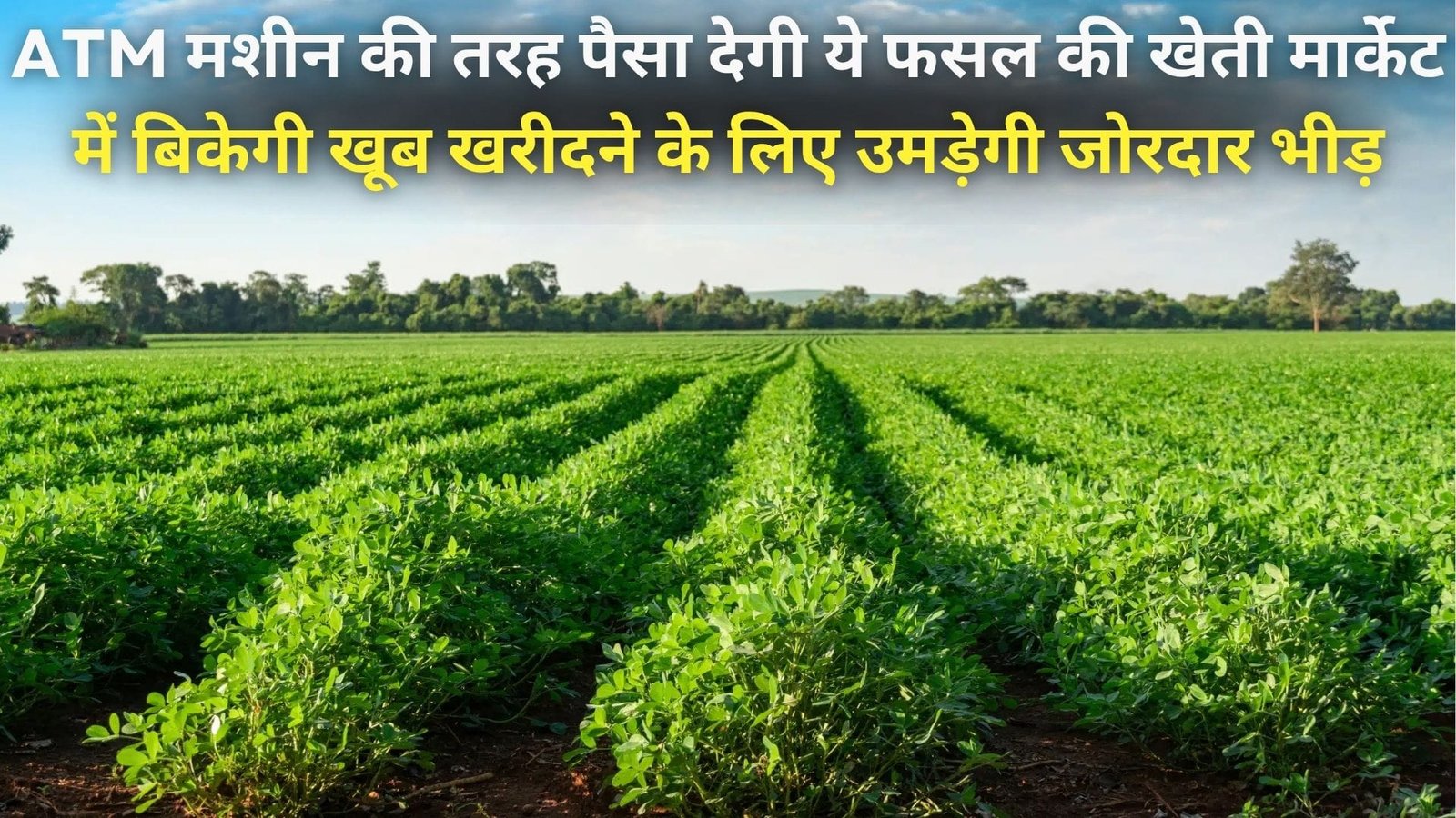 ATM मशीन की तरह पैसा देगी ये फसल की खेती, मार्केट में बिकेगी खूब खरीदने के लिए उमड़ेगी जोरदार भीड़, जाने नाम