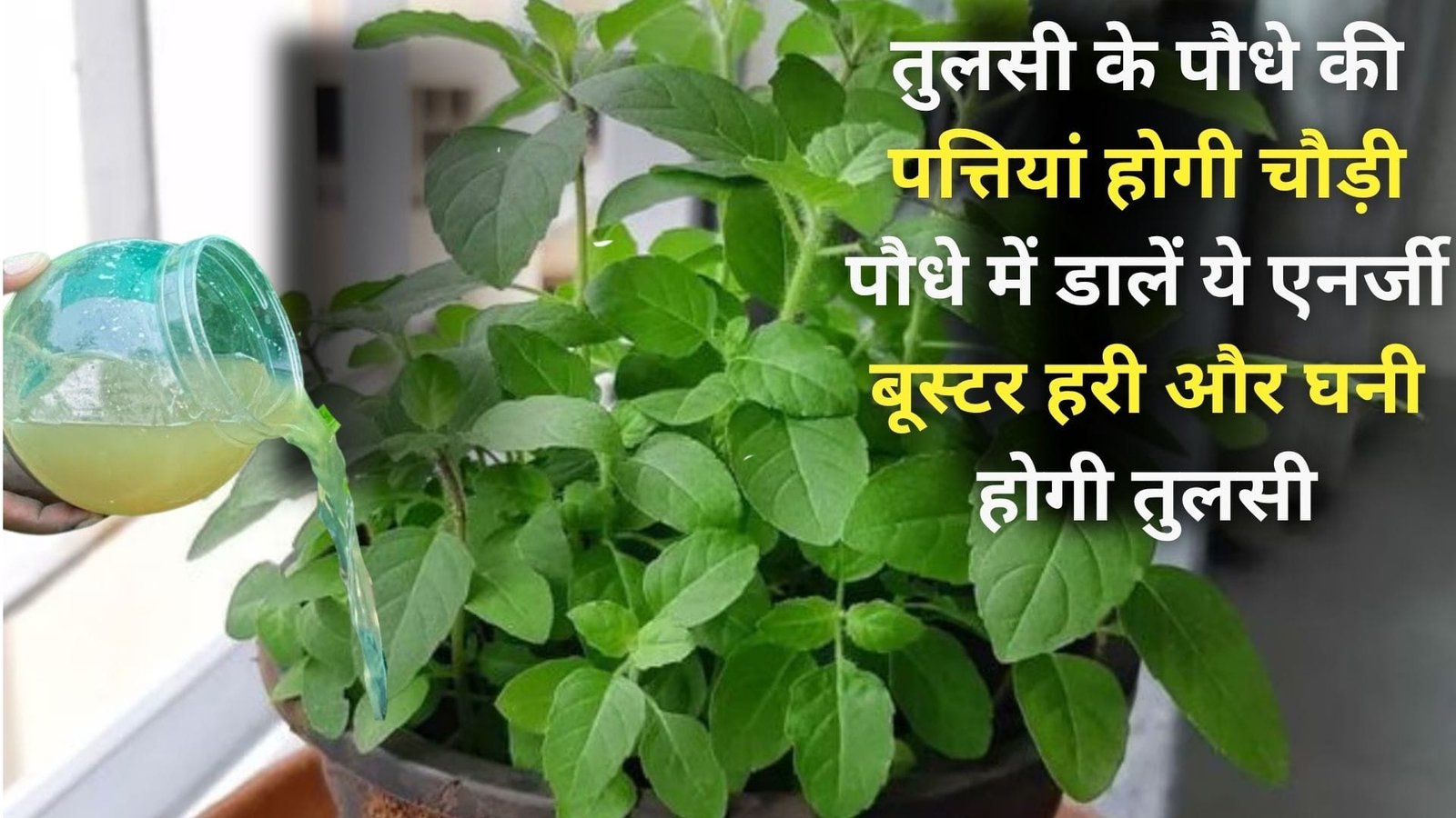 Tulsi plant care tips: तुलसी के पौधे की पत्तियां होगी चौड़ी, पौधे में डालें ये एनर्जी बूस्टर हरी और घनी होगी तुलसी, जाने कैसे