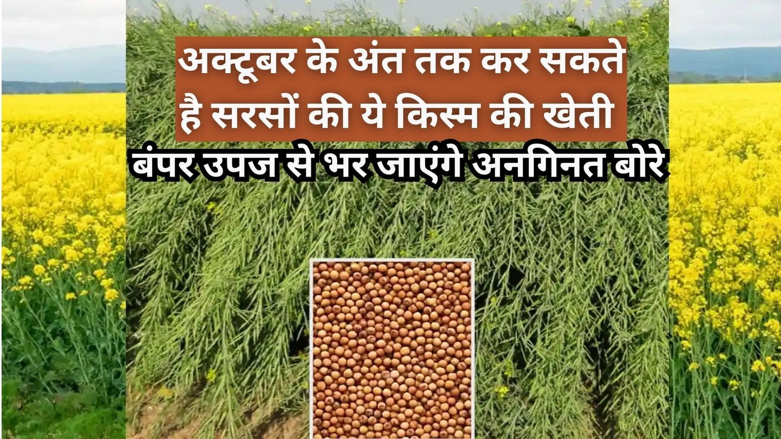 अक्टूबर के अंत तक कर सकते है, सरसों की ये किस्म की खेती, बंपर उपज से भर जाएंगे अनगिनत बोरे तेल की मात्रा भी है अधिक