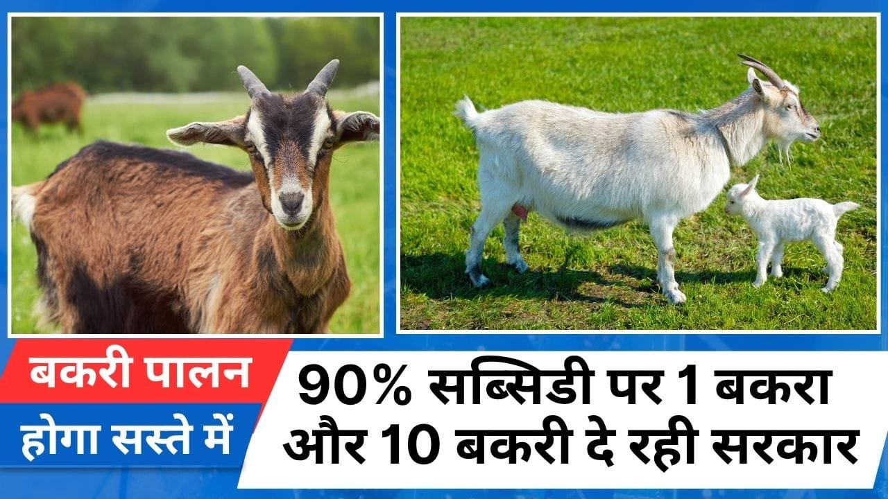 मुख्यमंत्री पशुधन विकास योजना