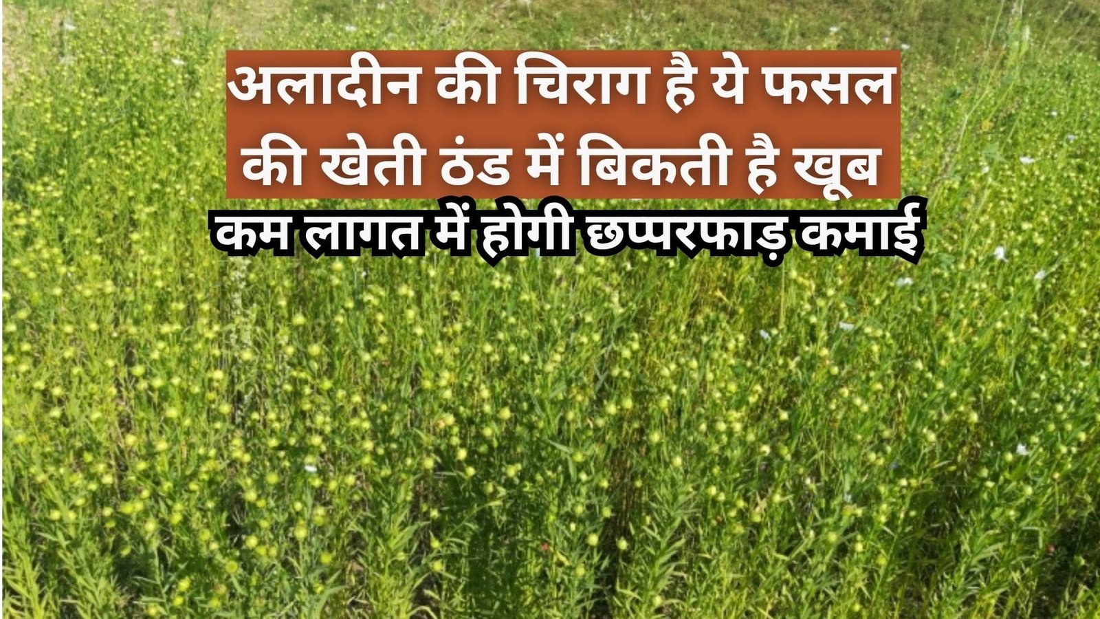 अलादीन की चिराग है ये फसल की खेती, ठंड में बिकती है खूब कम लागत में होगी छप्परफाड़ कमाई, जाने नाम