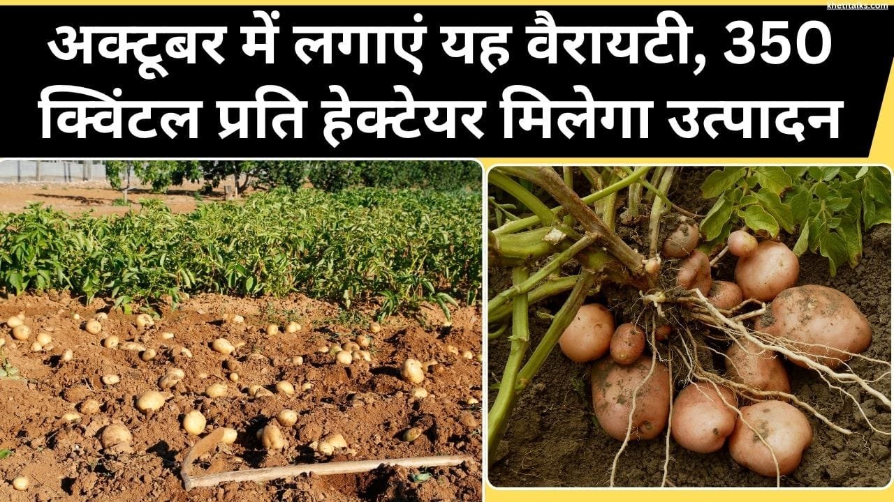 आलू की बढ़िया वैरायटी